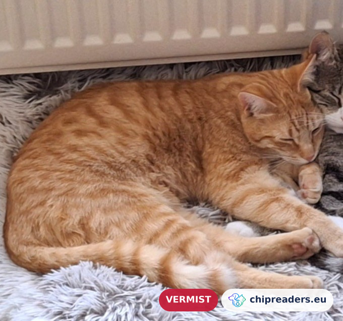 Donder, kat