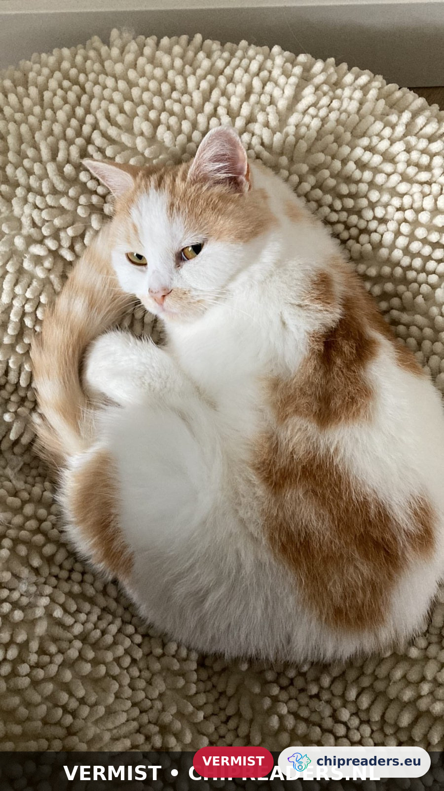 Boefje/ Simone de Beauvoir, kat