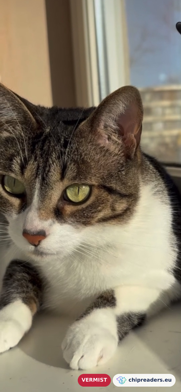 Lisa (Cat), missing animal