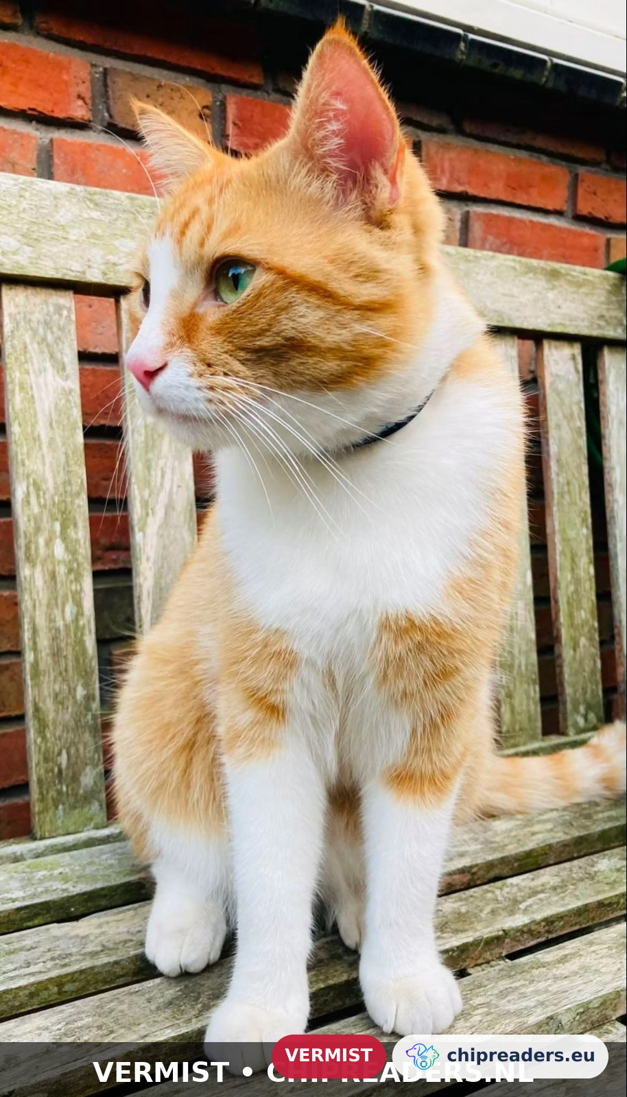 Sammy, kat