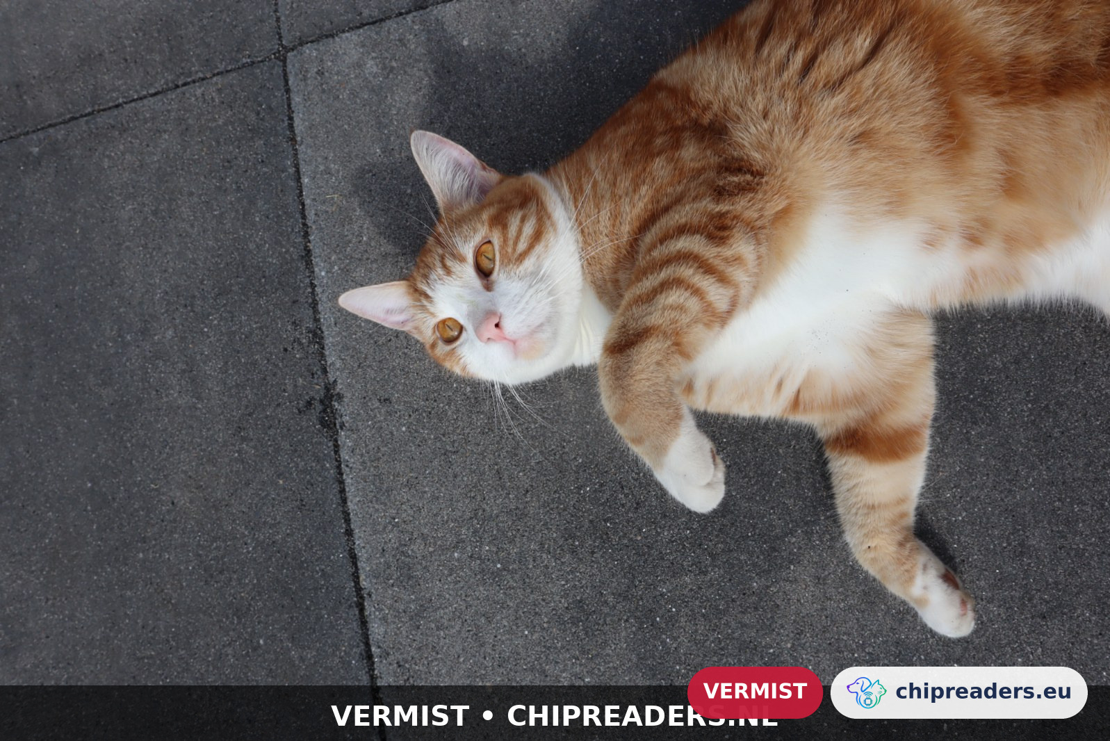 Snoet, Kat