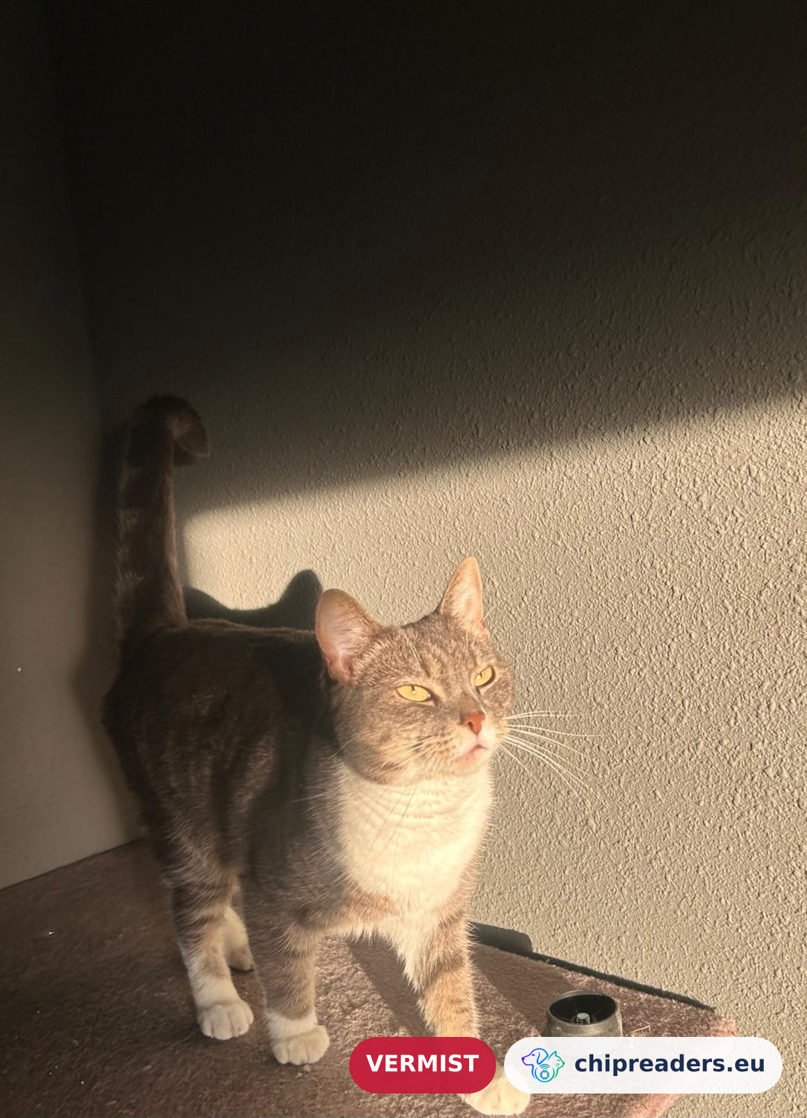 Mimi, kat