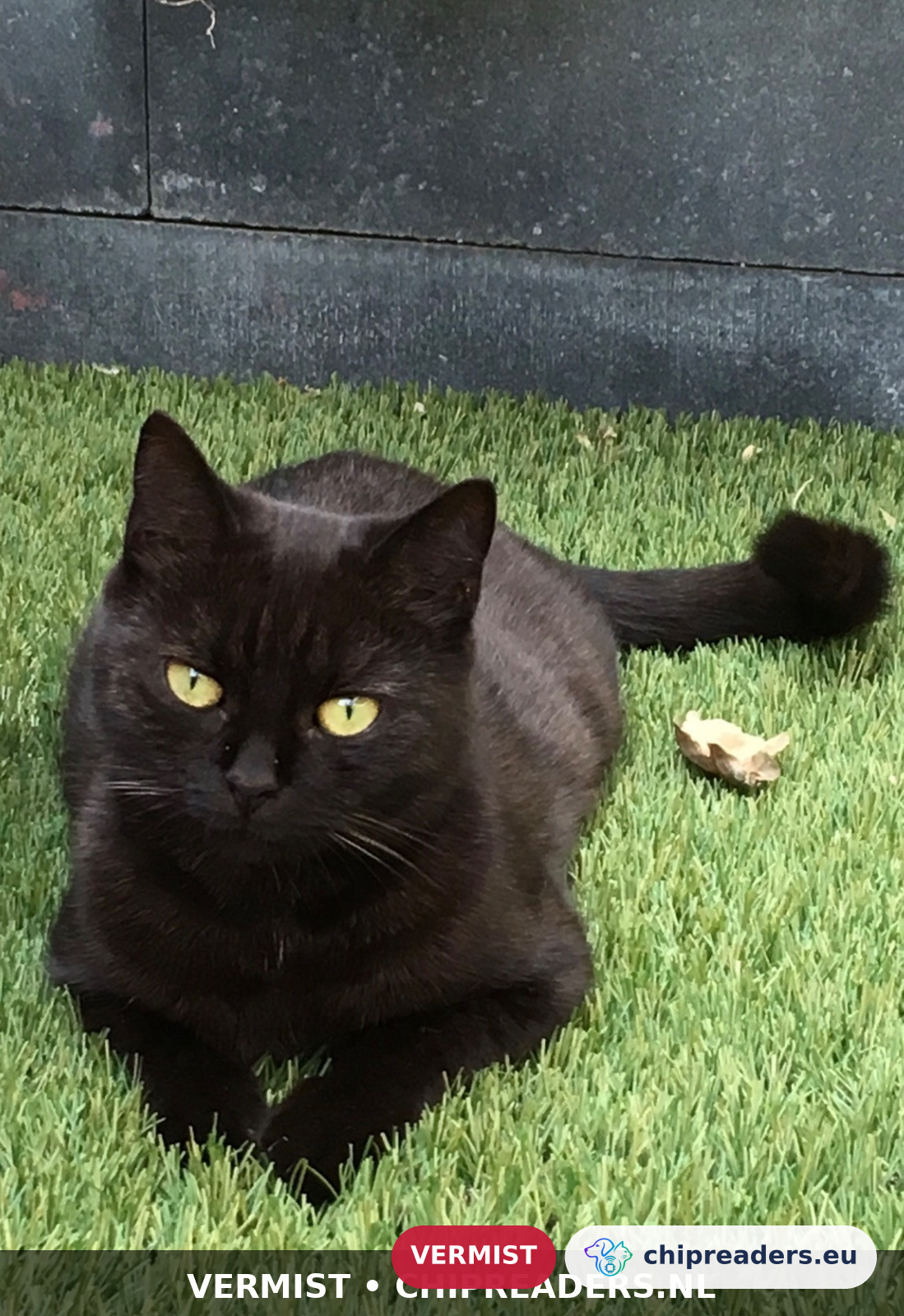 Browny, kat