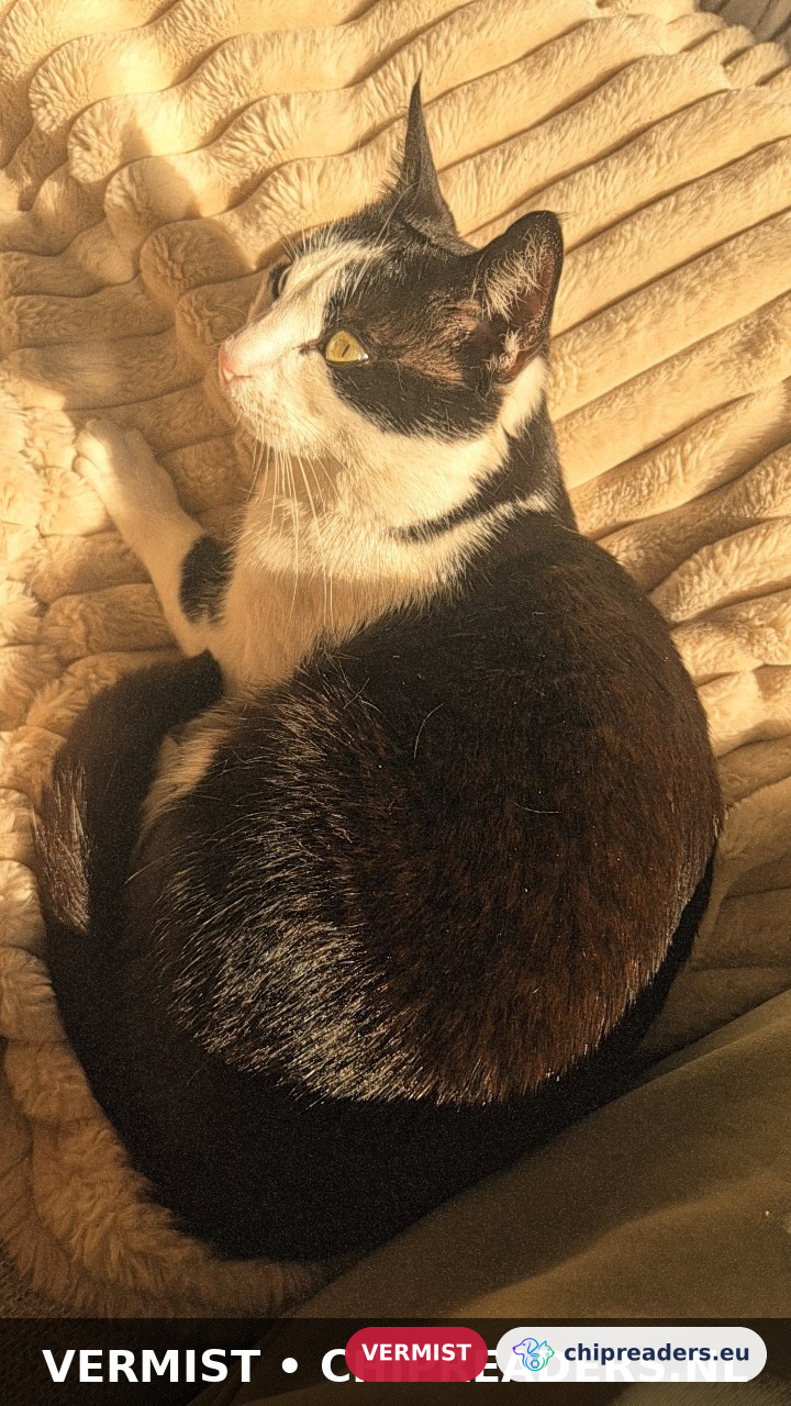 Moon, kat