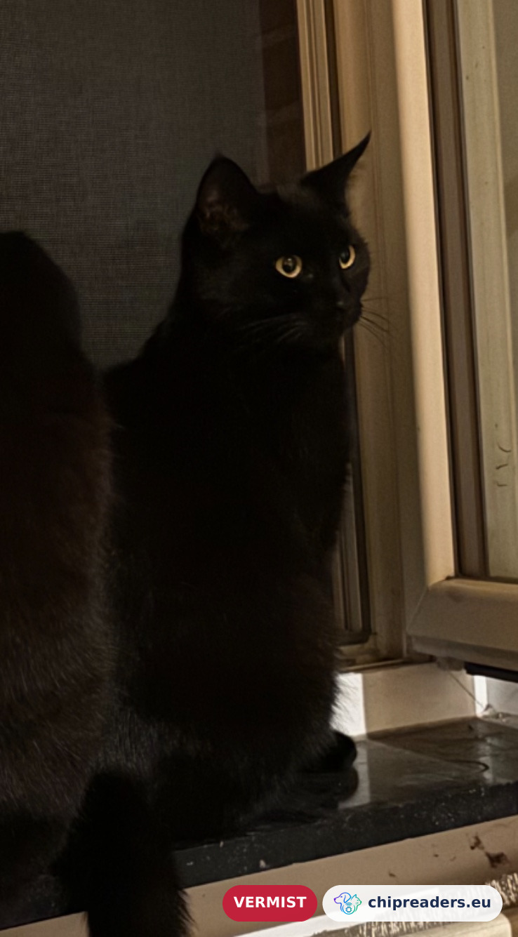 Mevrouwtje (Cat), missing animal