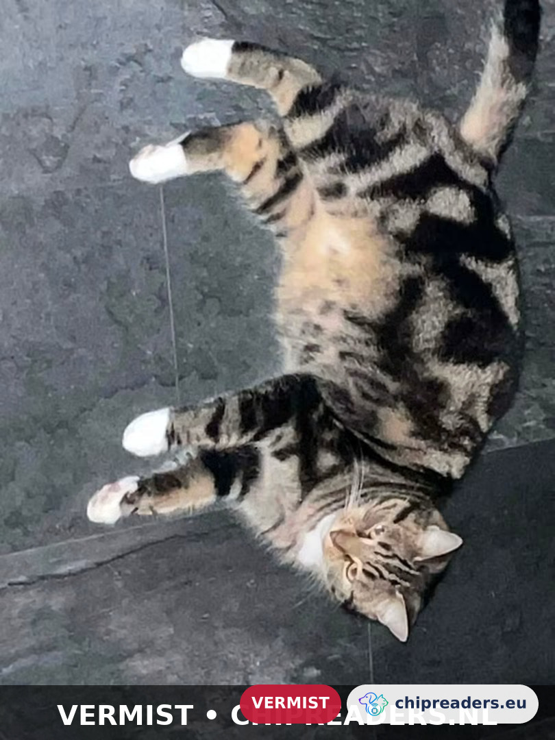 Mimi, Kat