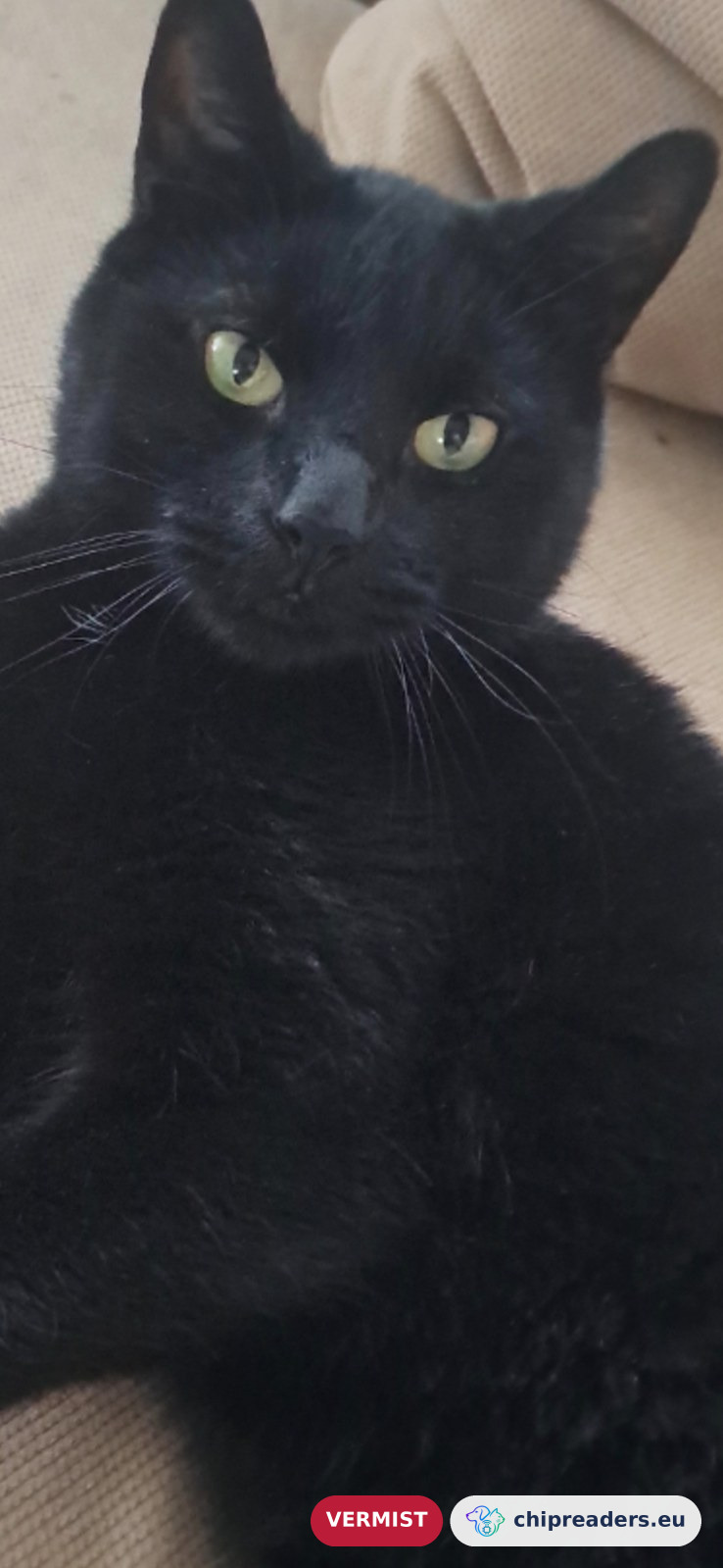 Boeffie, kat