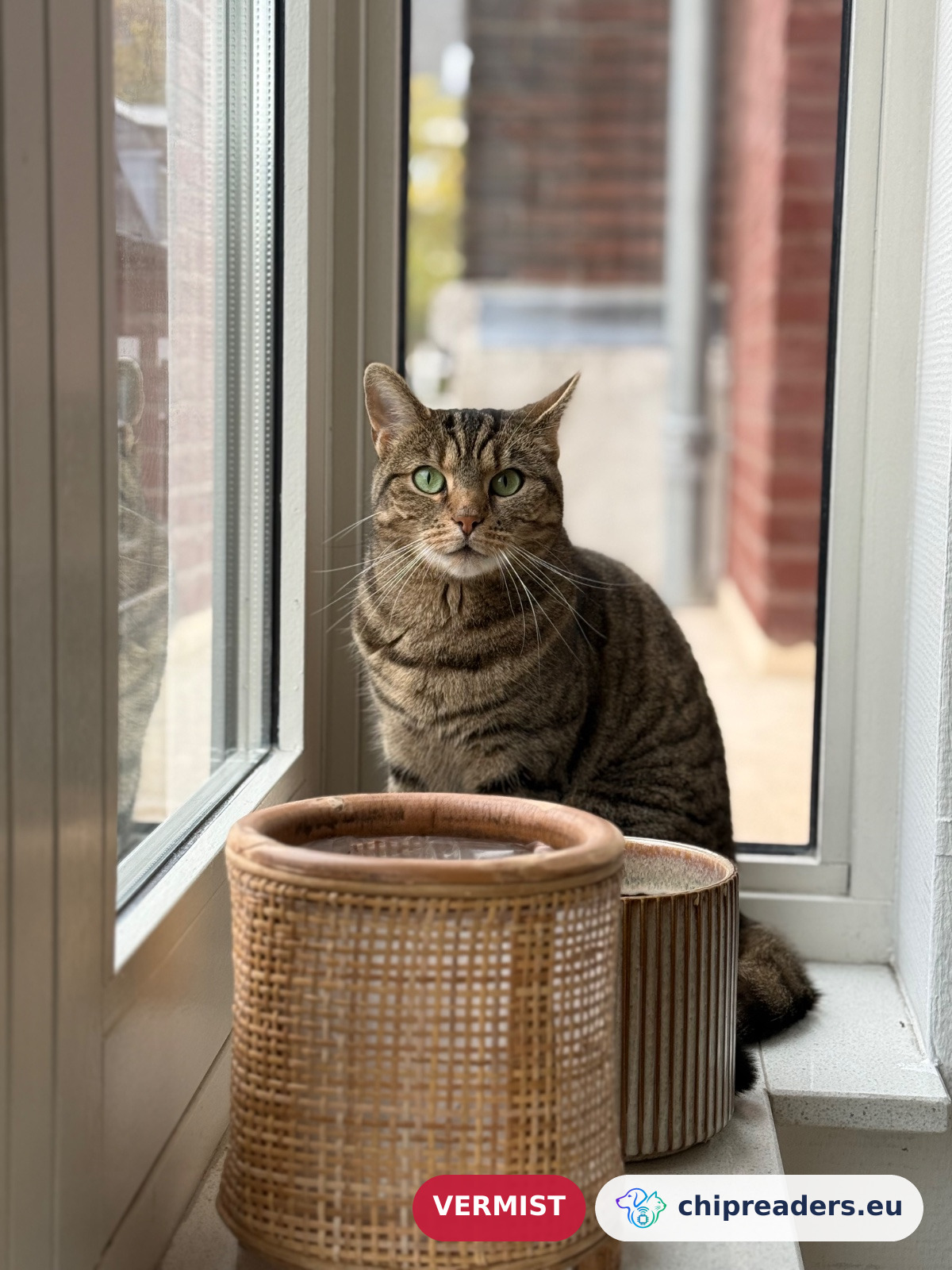 Pino, kat