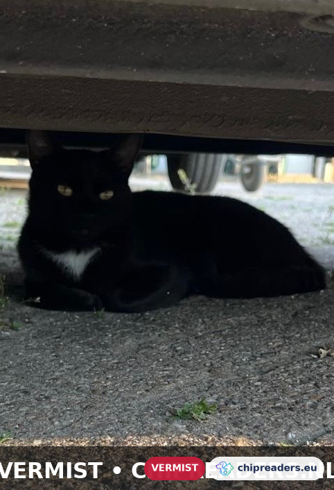 Nonni, kat