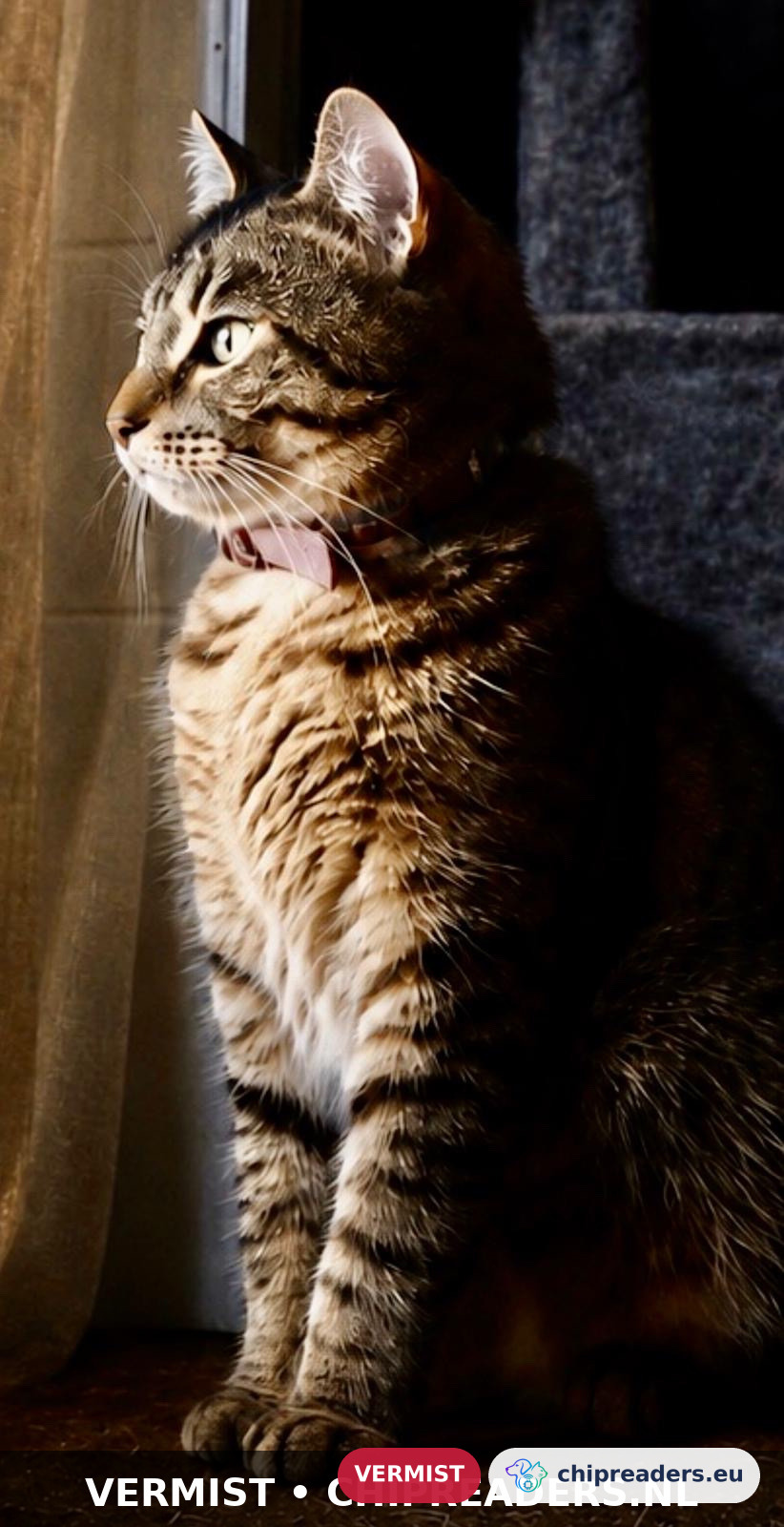 Bonnie, Gato