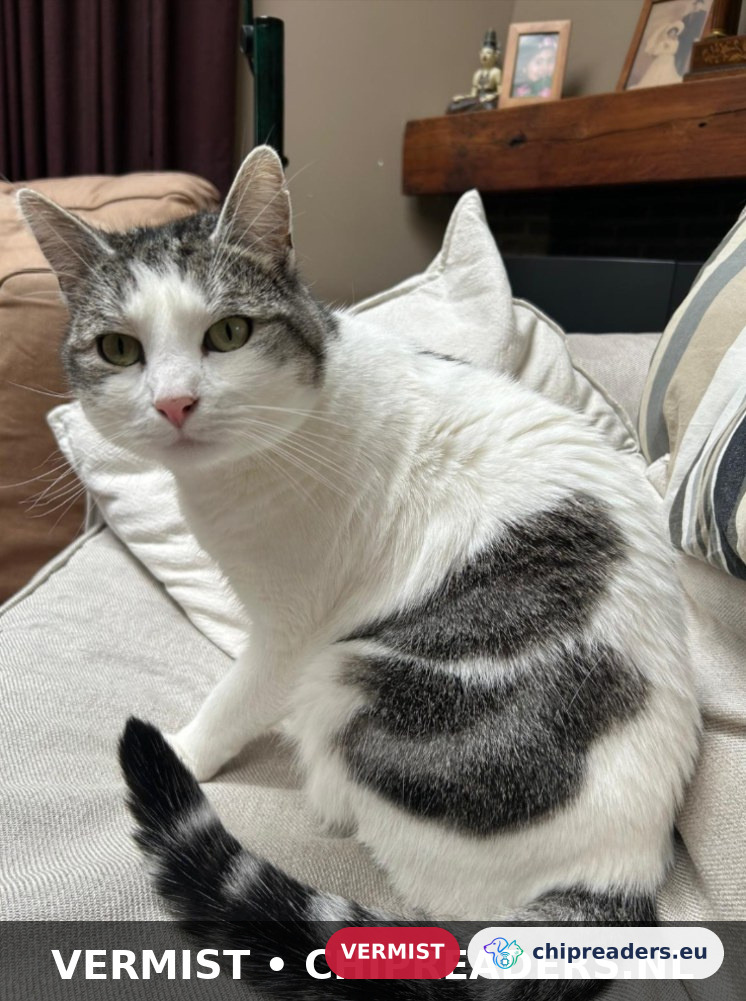 Yuki, kat