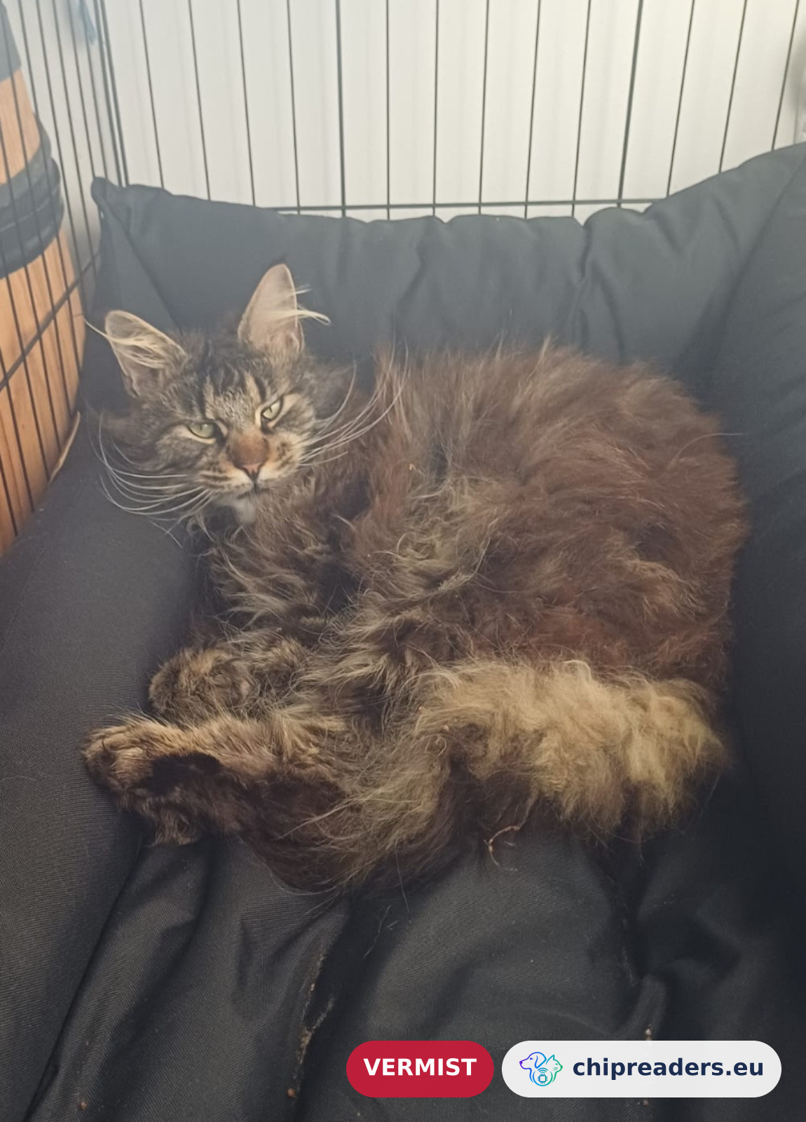 Jan-Willem, kat