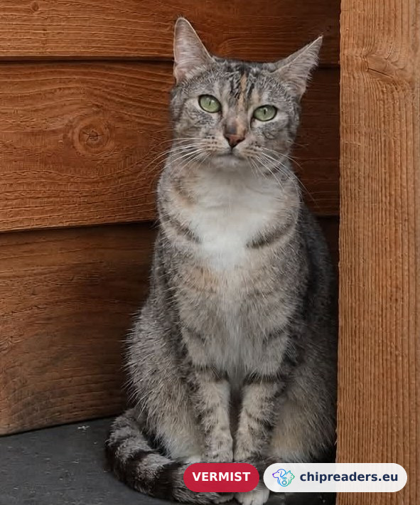 Nur, kat