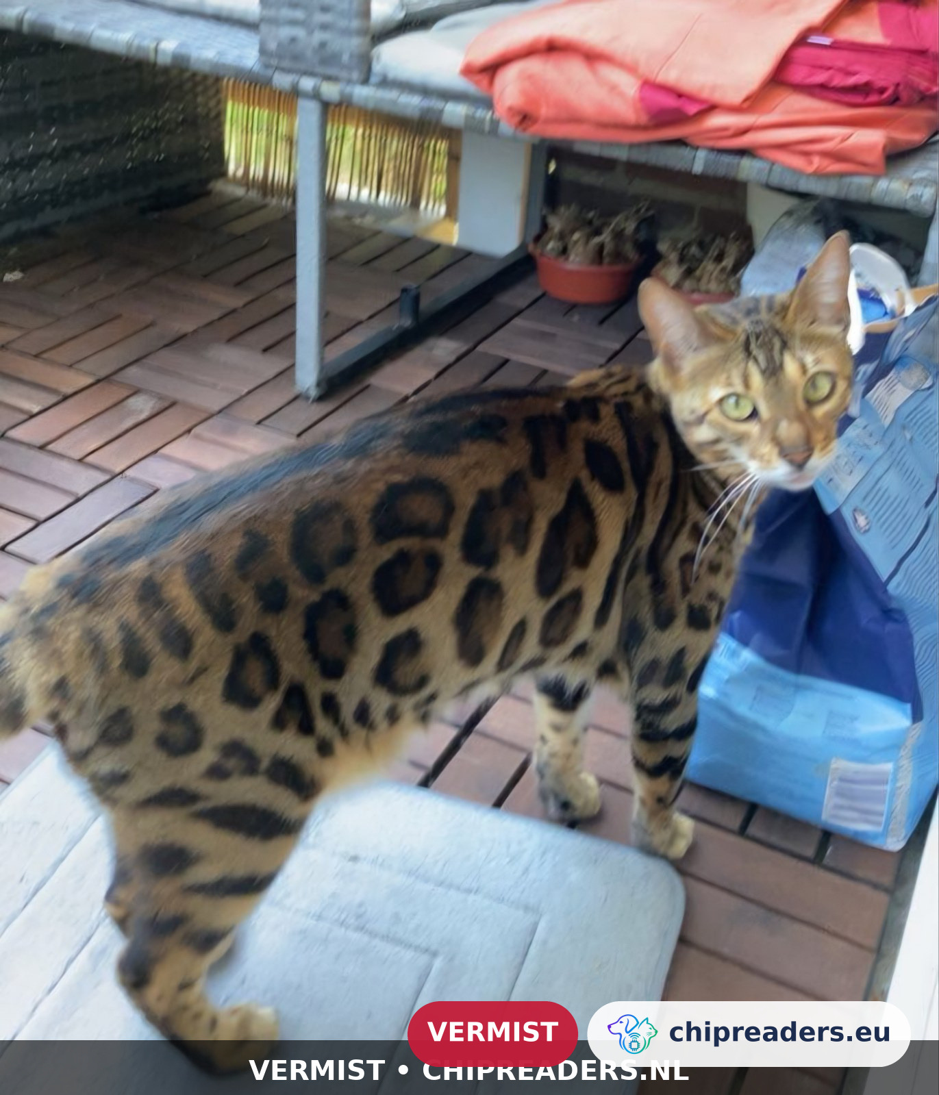 Cleo(Felicitas), kat