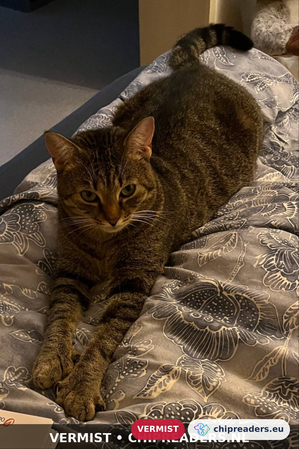 Osiris, Cat