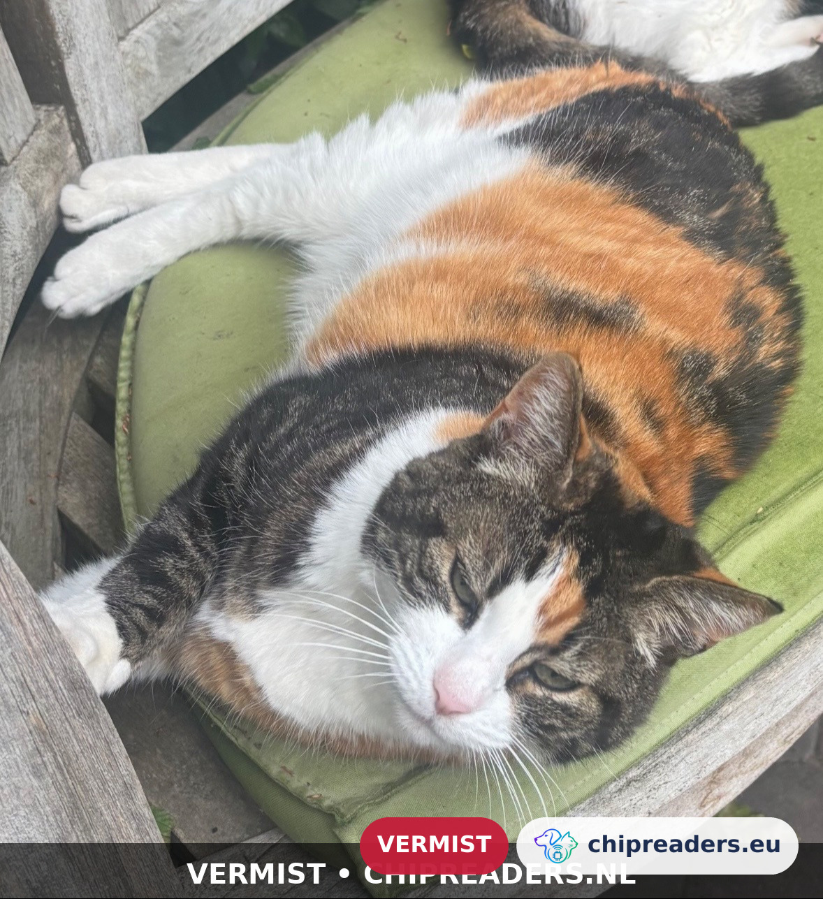 Floortje, kat