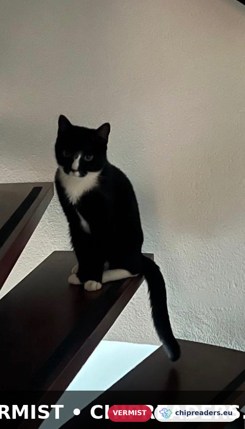Lucky, kat