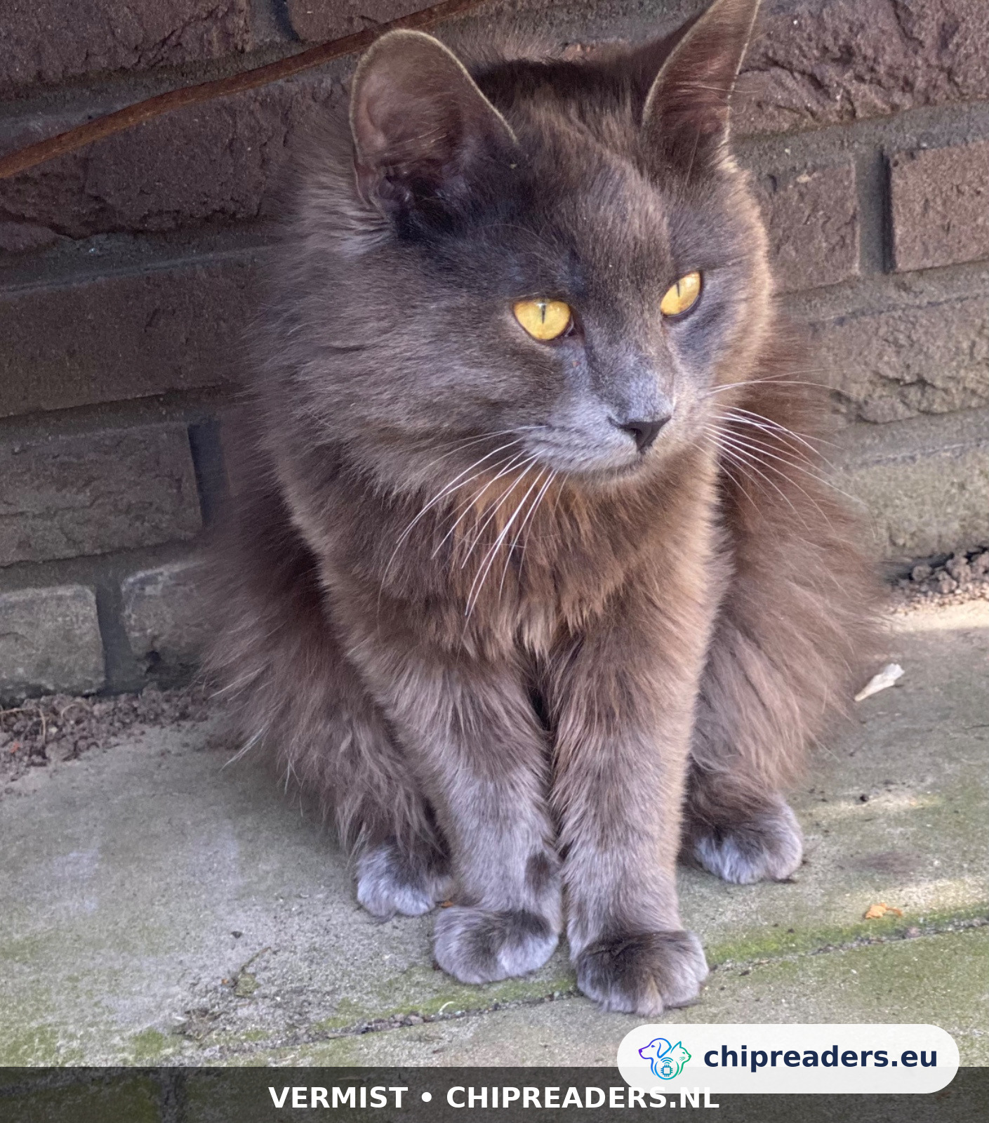 Raffie, kat