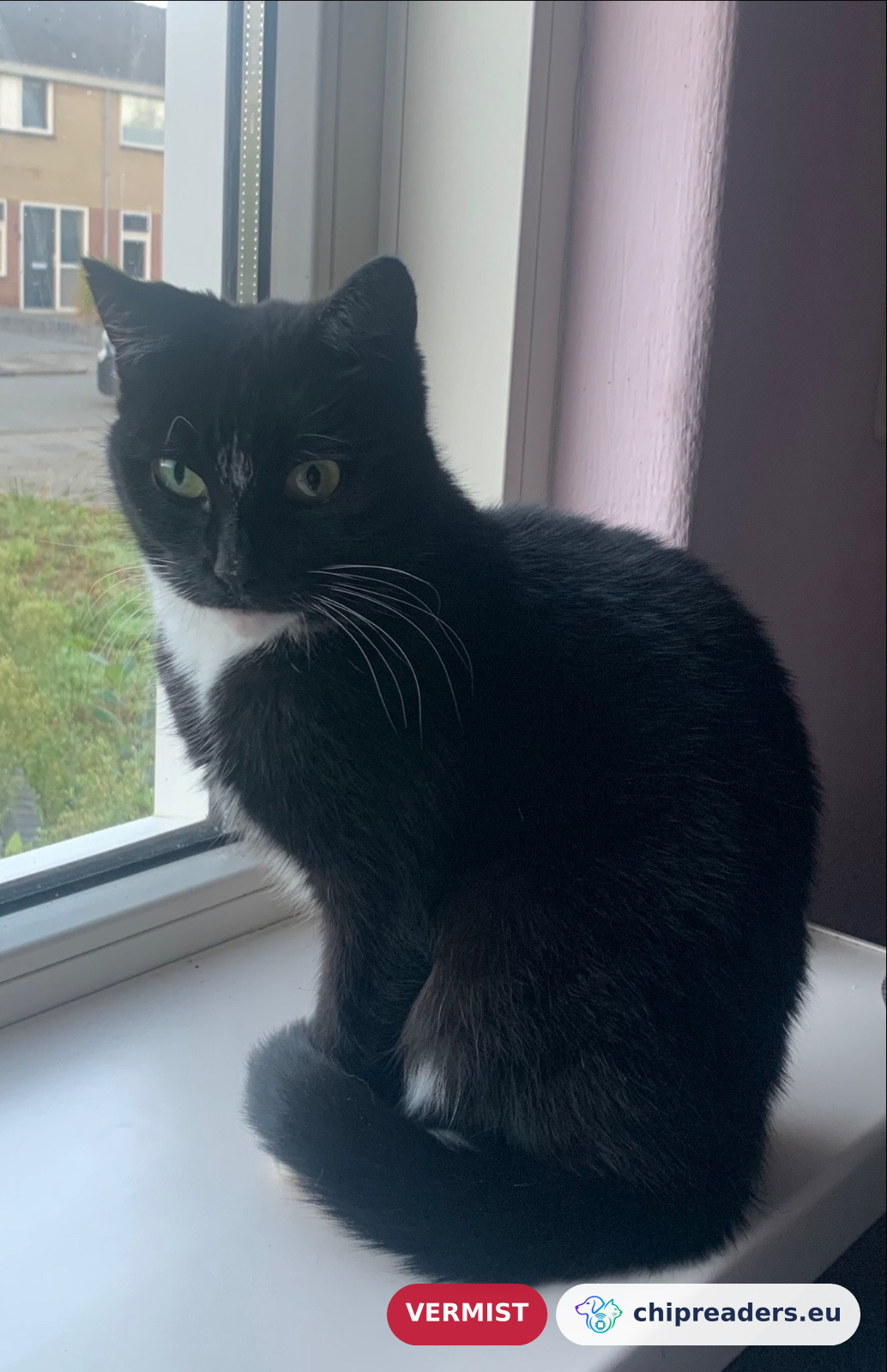Kindra, kat