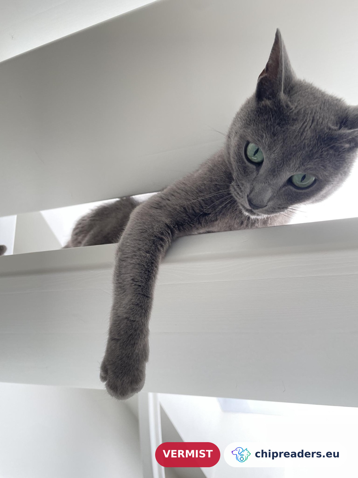 Tom, kat
