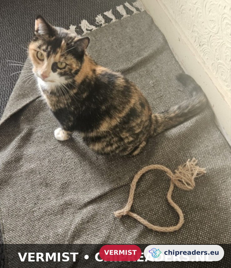 Rani, kat
