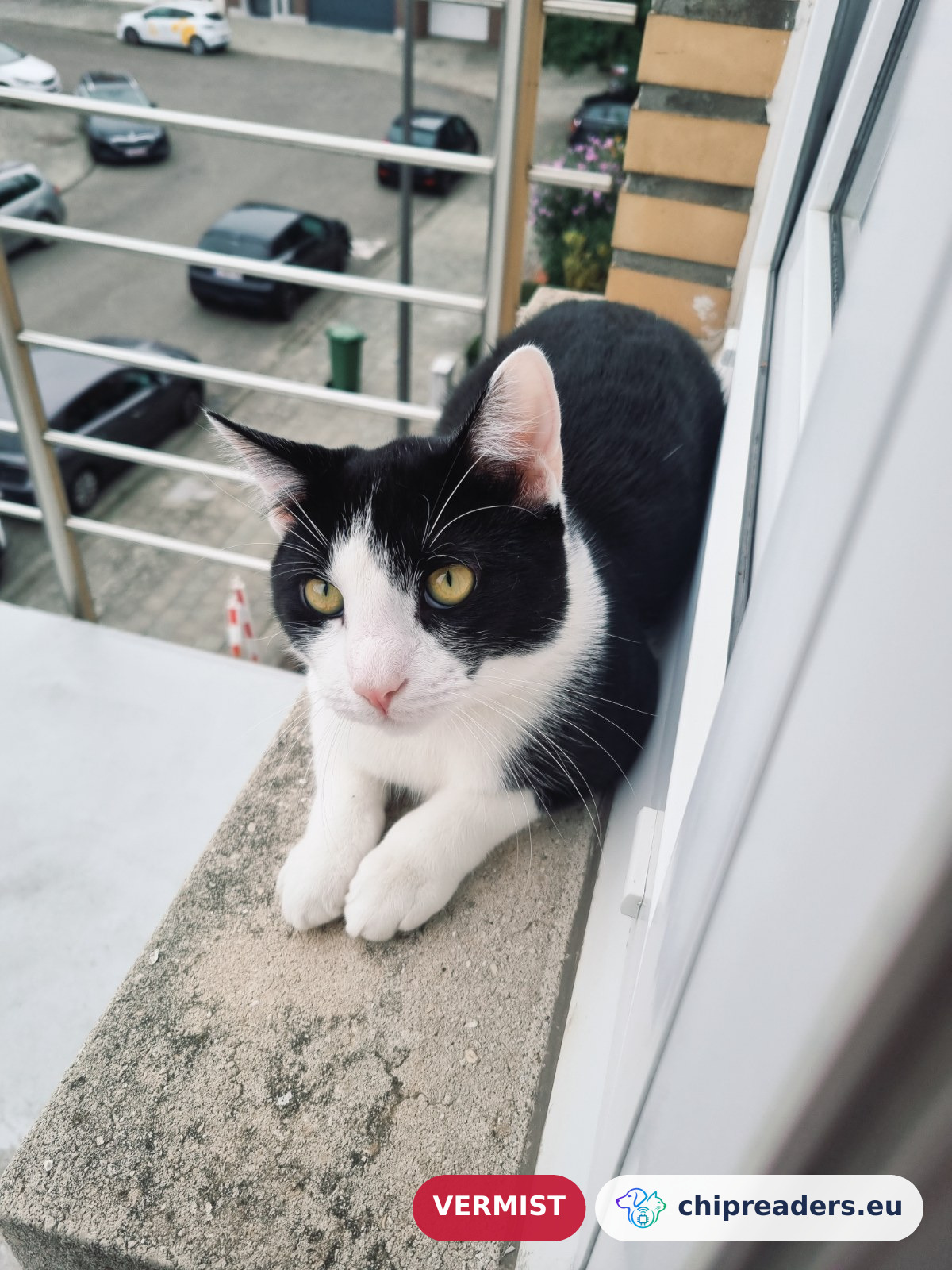Yuki, kat