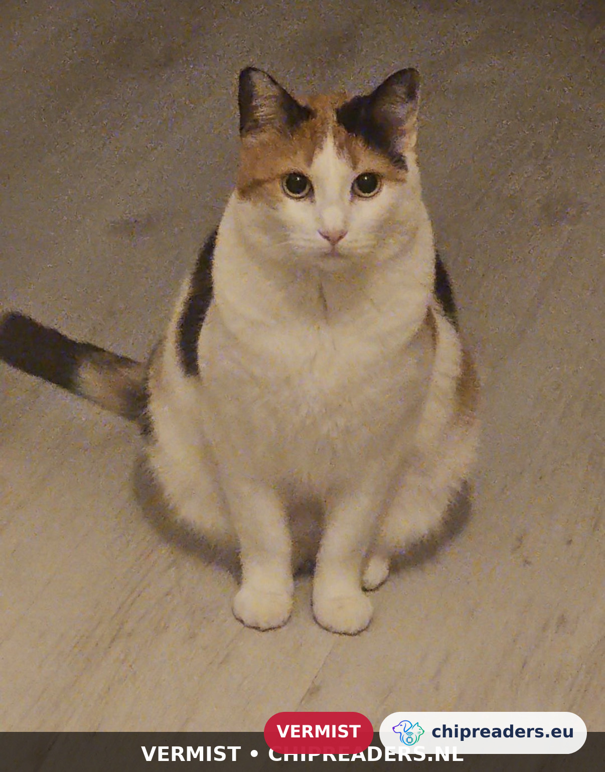 KITTY, kat
