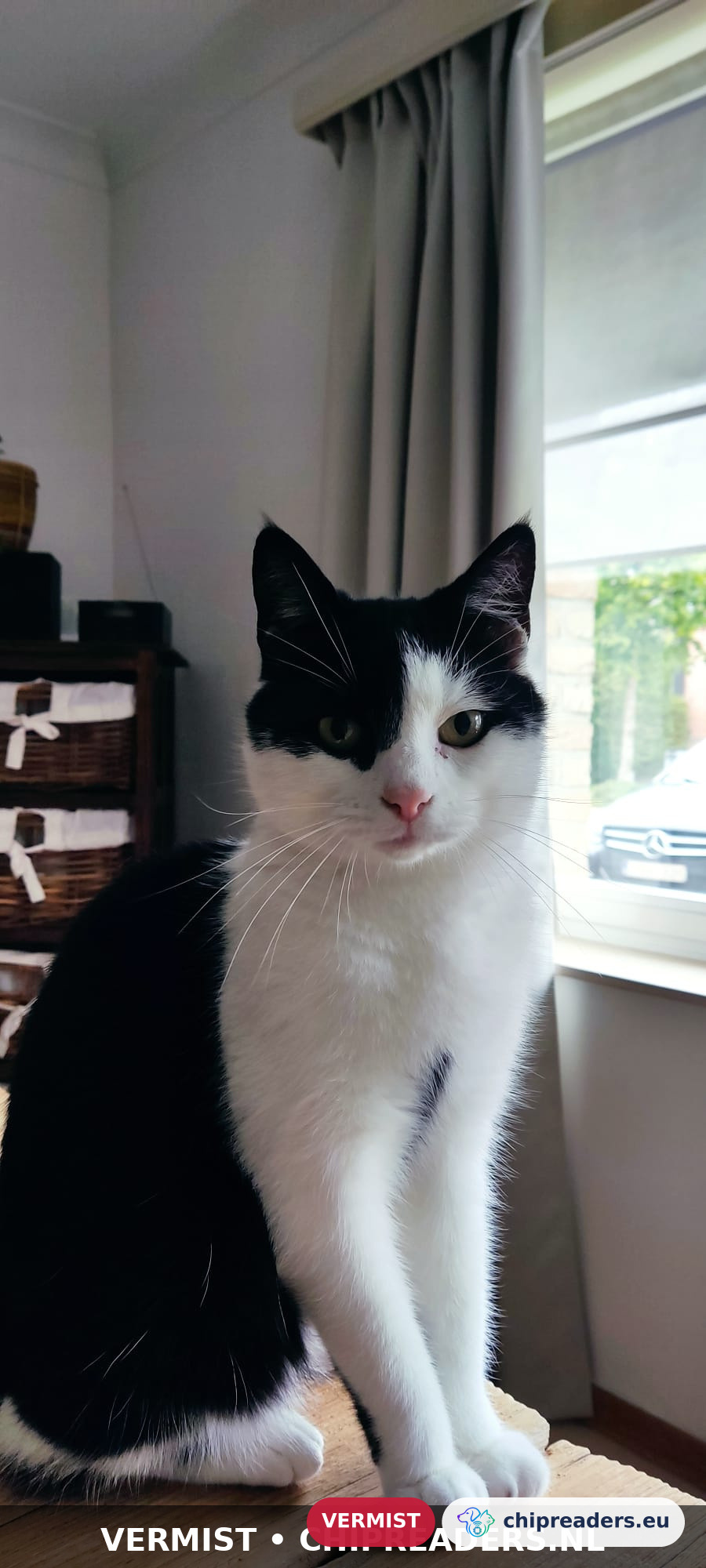 Figaro, Kat
