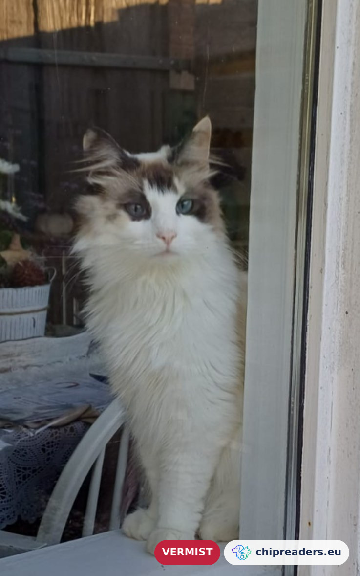 Veertje, kat