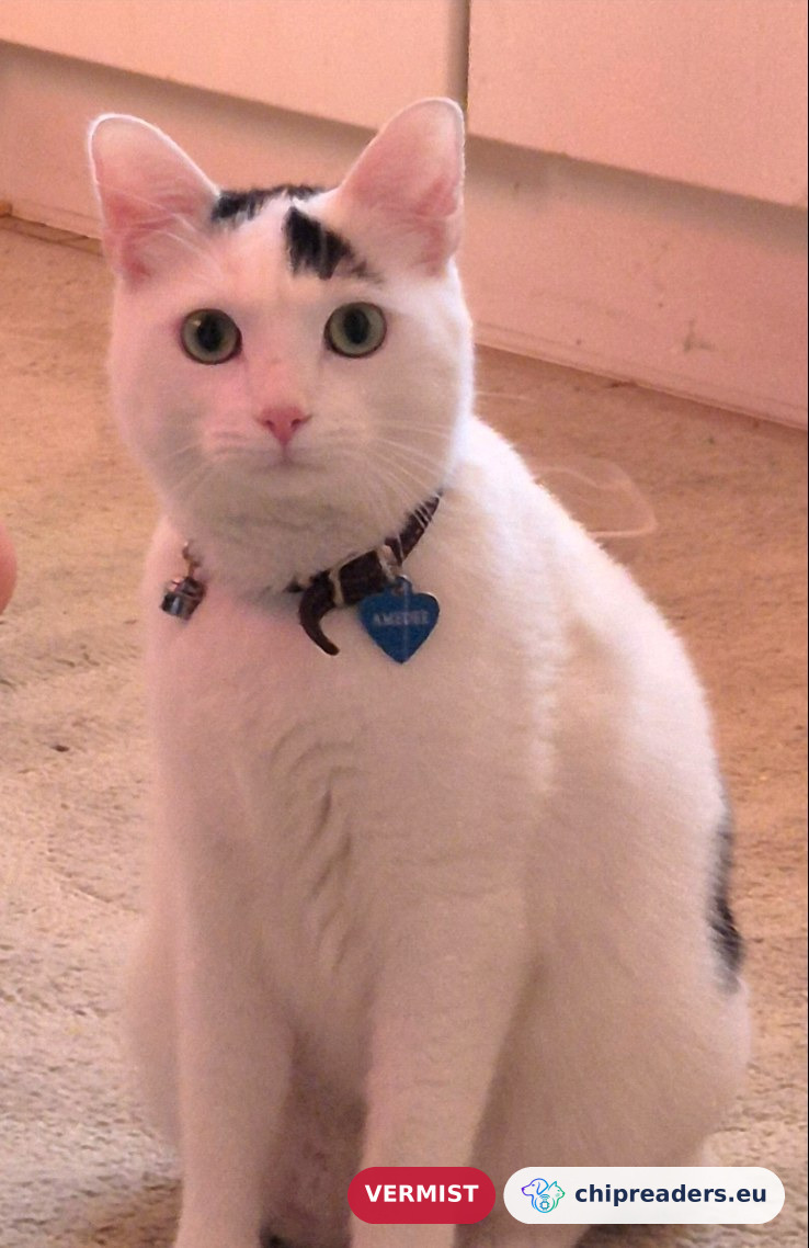 Amedee, kat