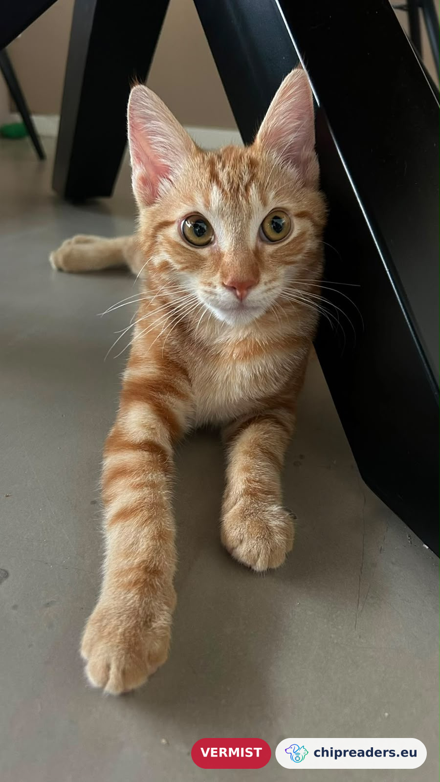 Flip, kat