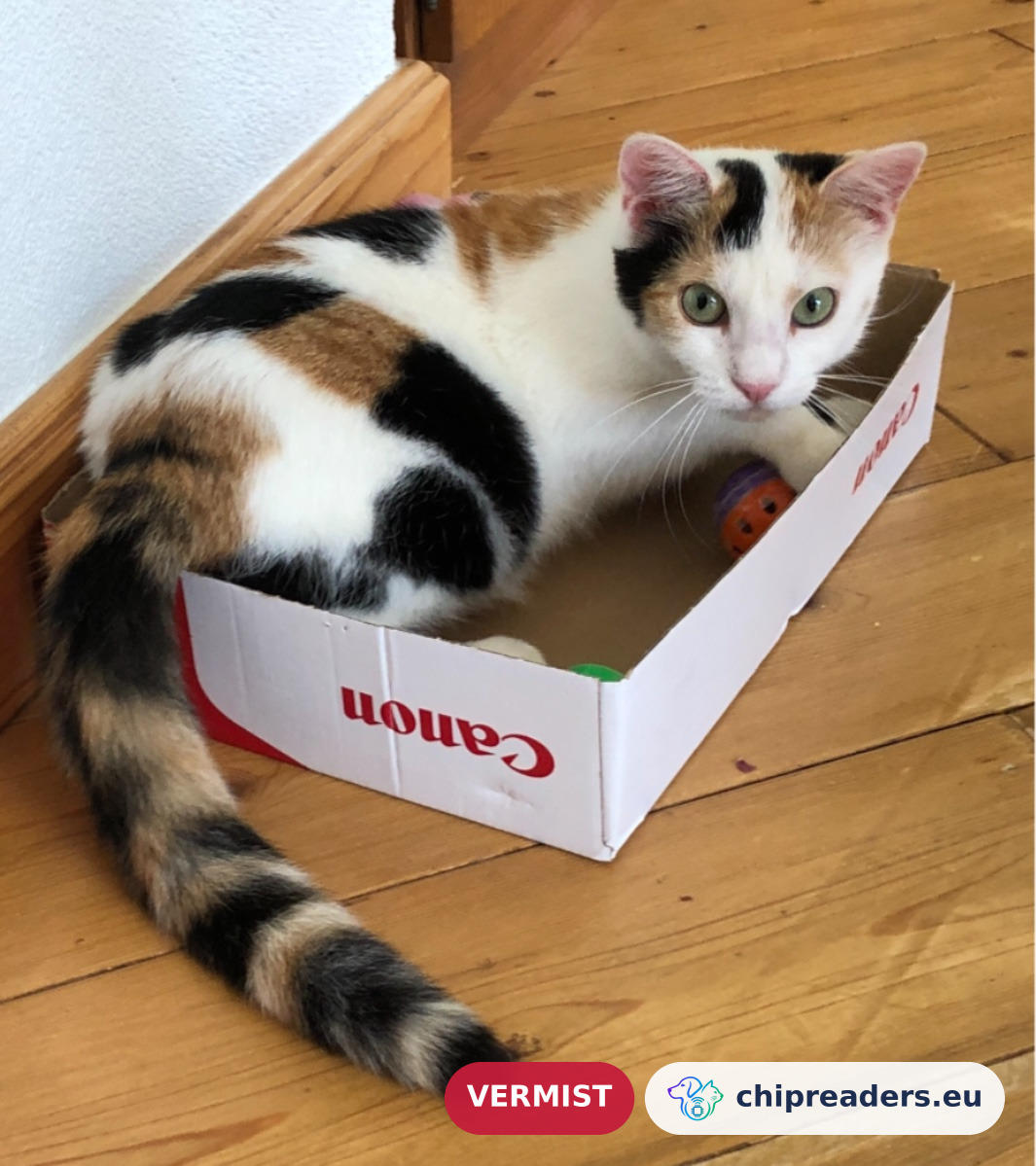 Duco, kat