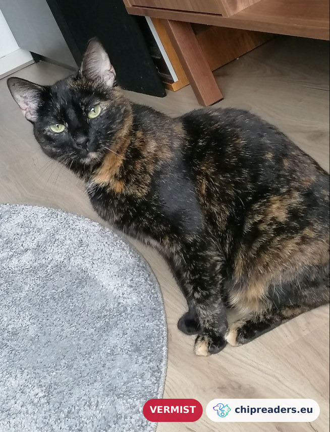 Shyva, kat