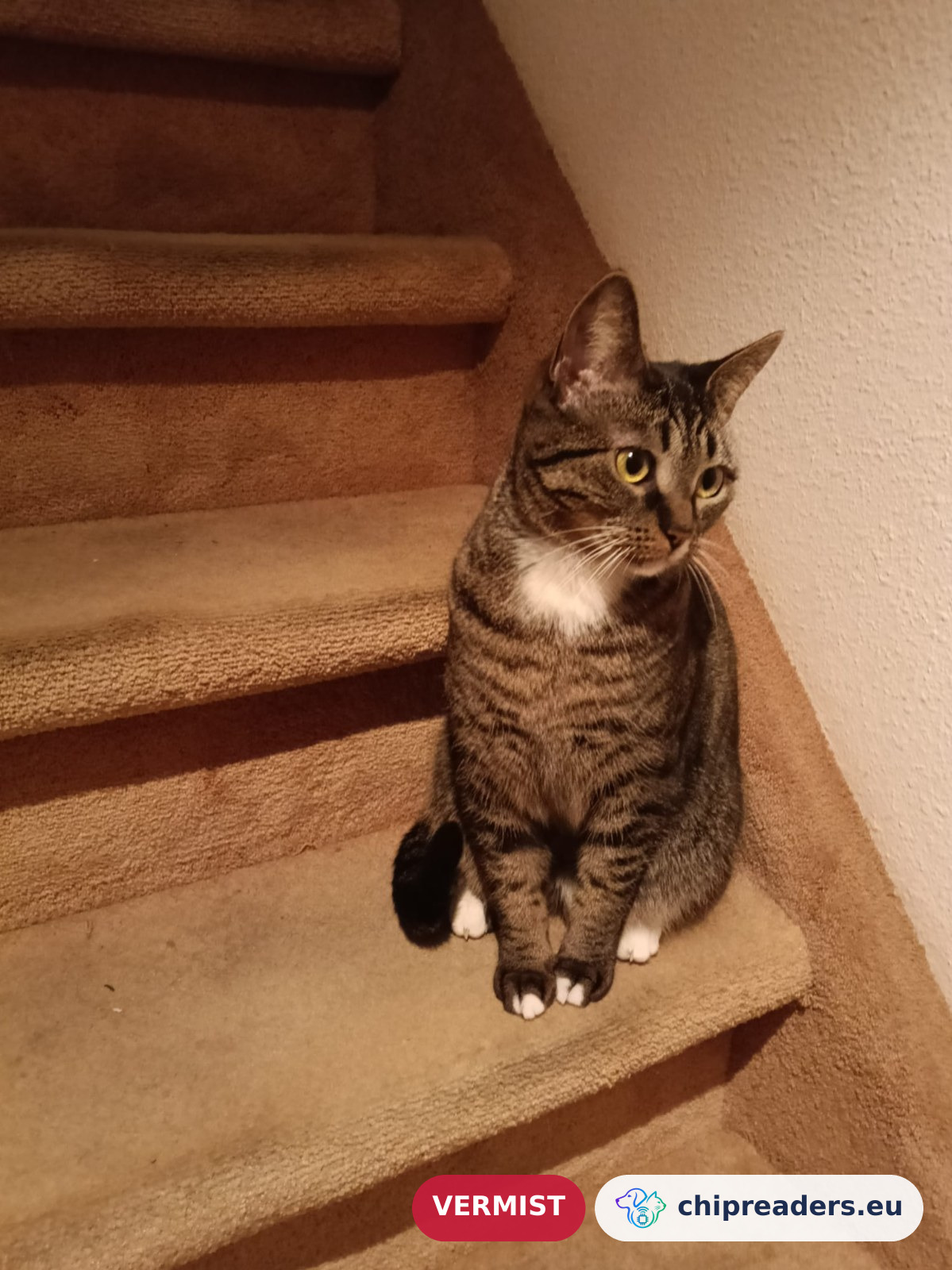 Bella, kat
