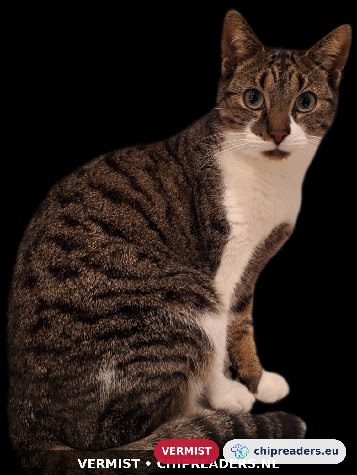 Frankie, kat