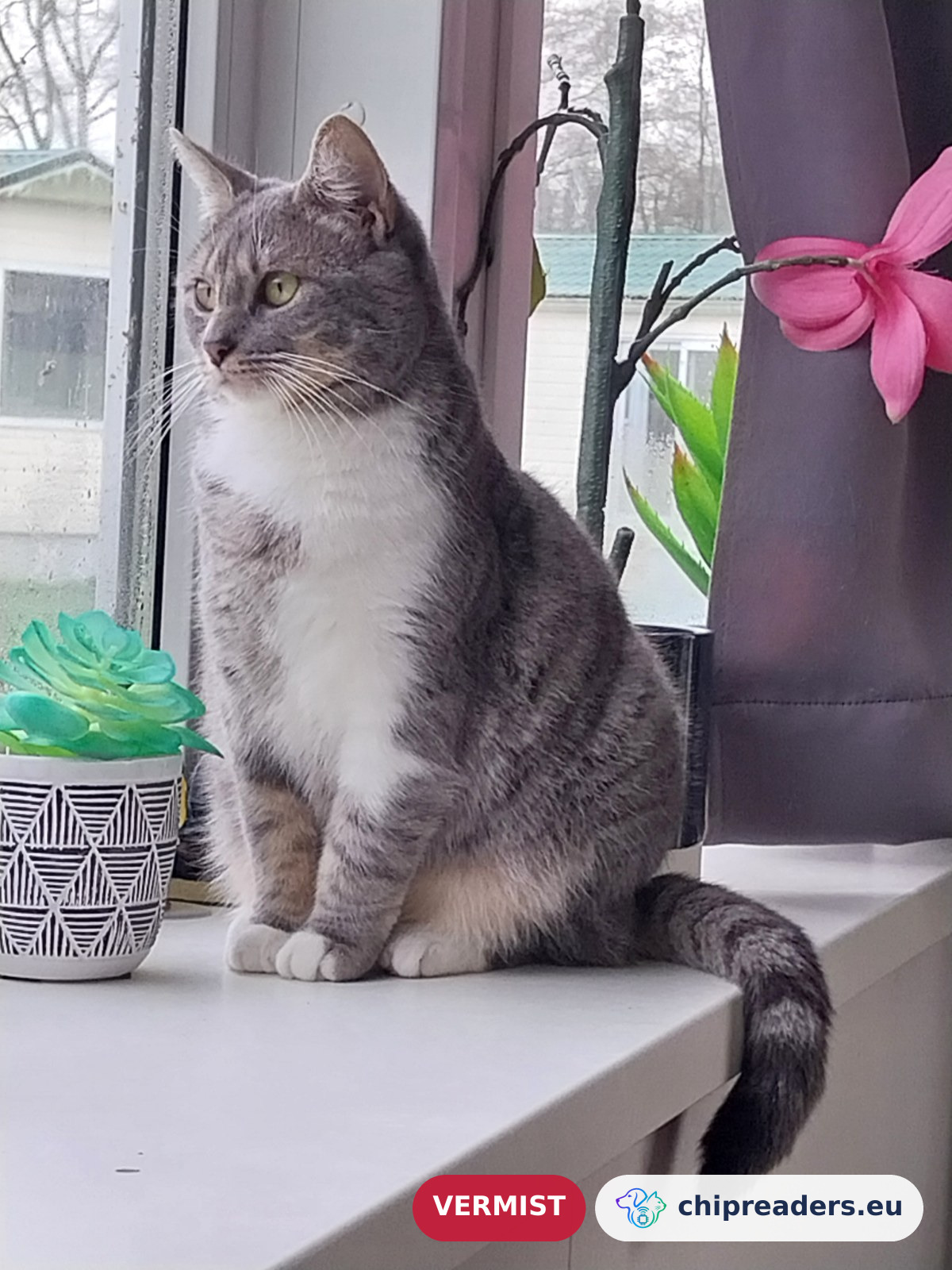 Sil, kat