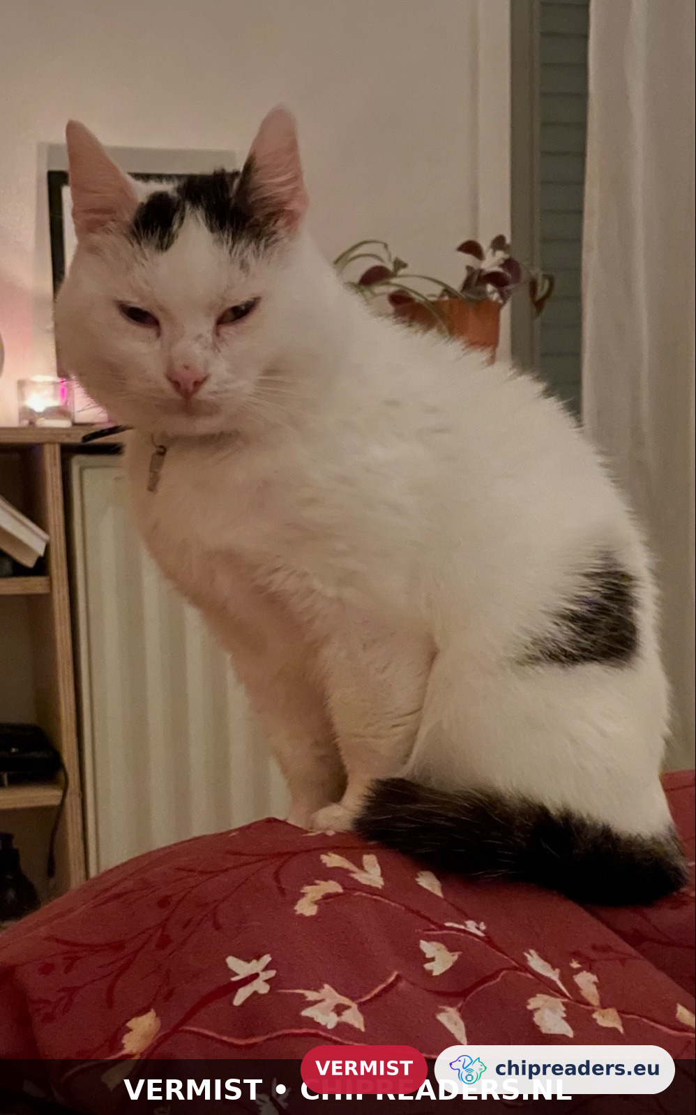 FLOCKE, kat