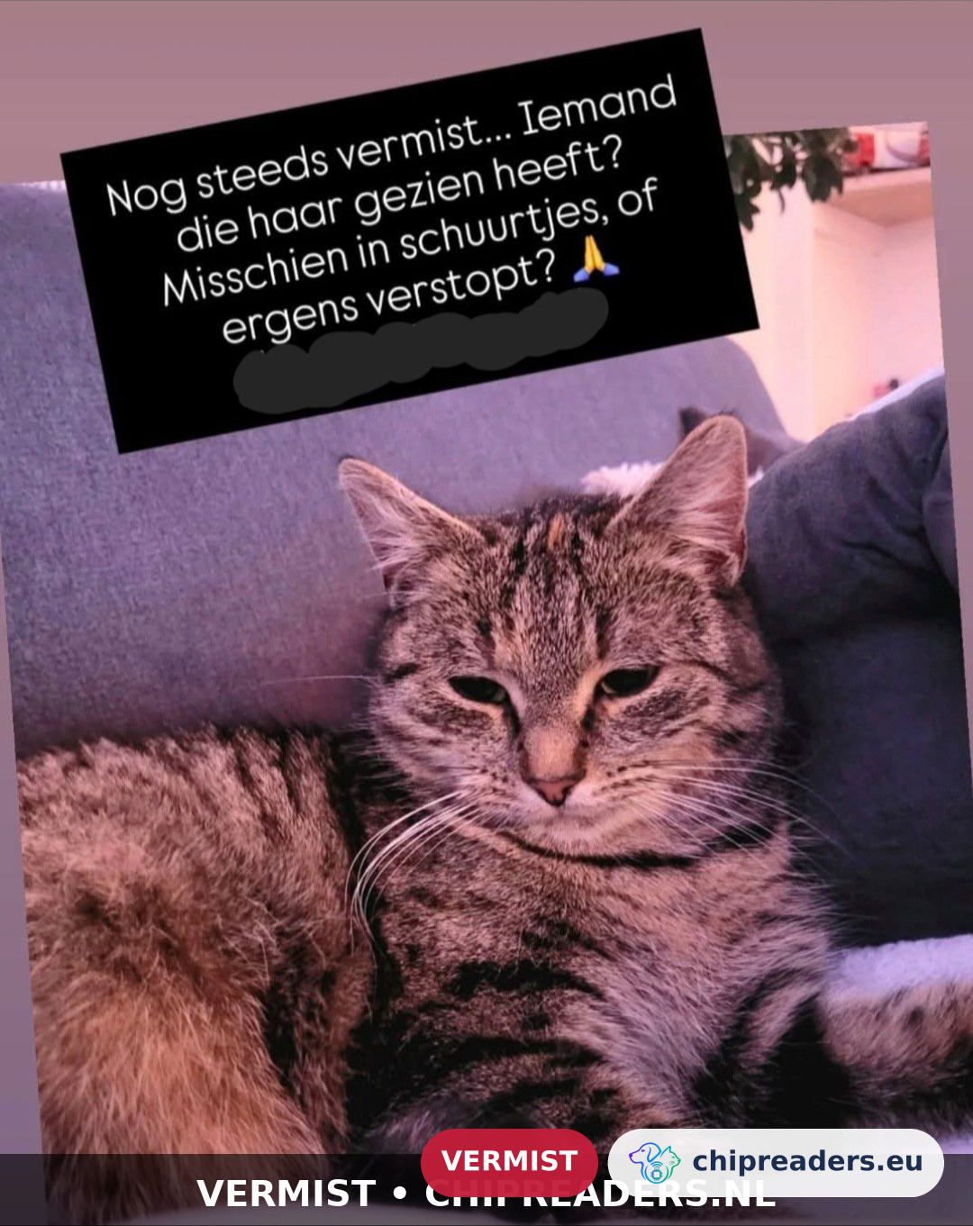 Zara, Kat