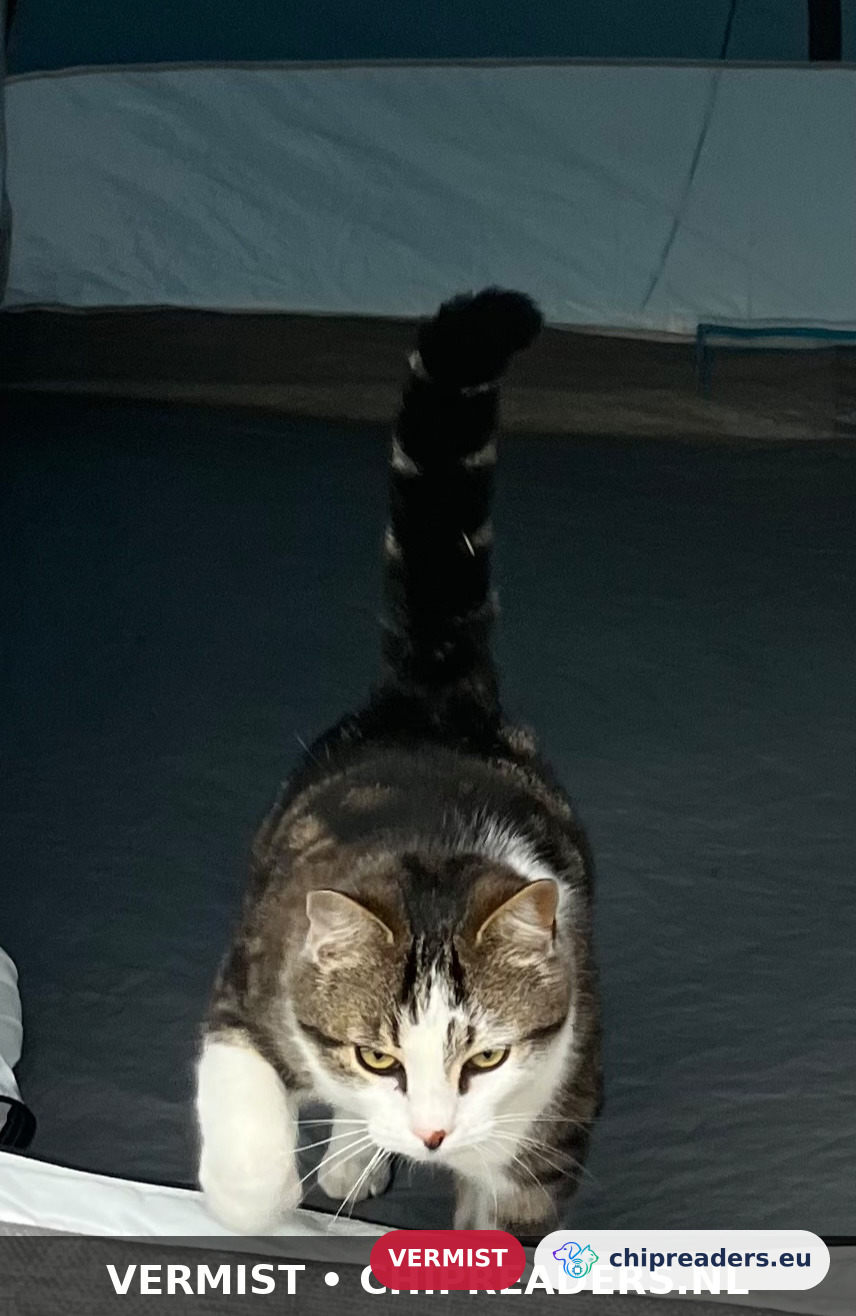 Jacob, kat