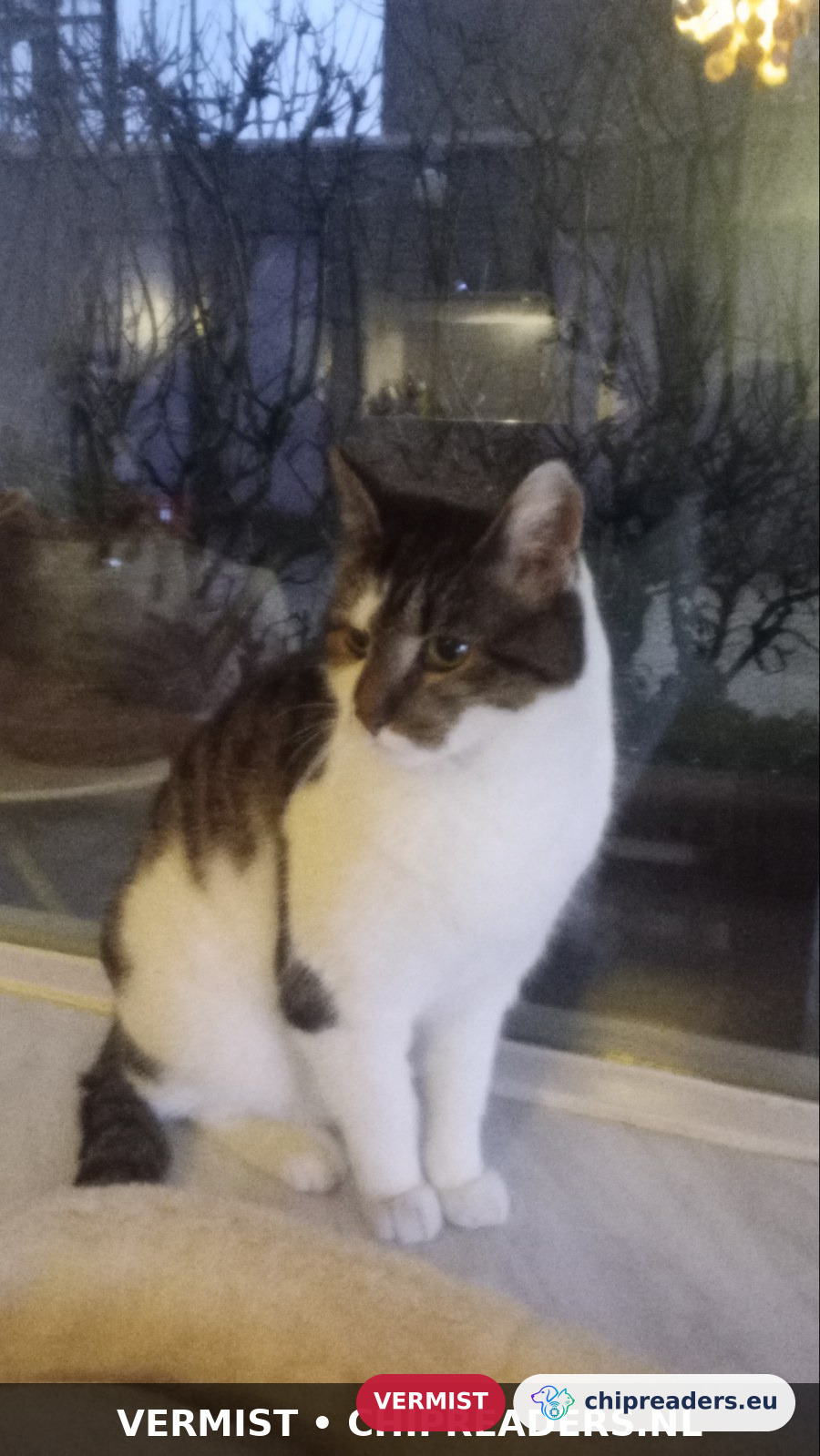 Floortje, Kat