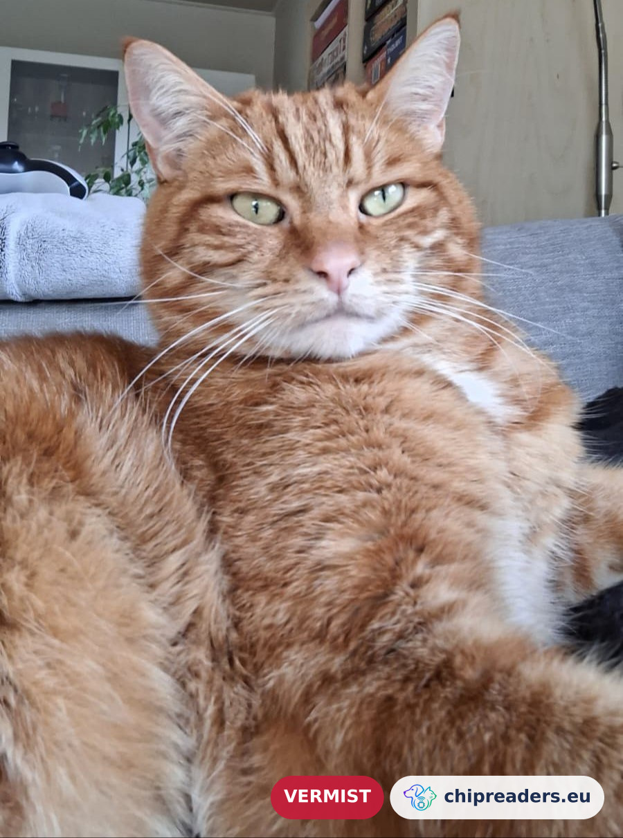 Atlas (Cat), missing animal