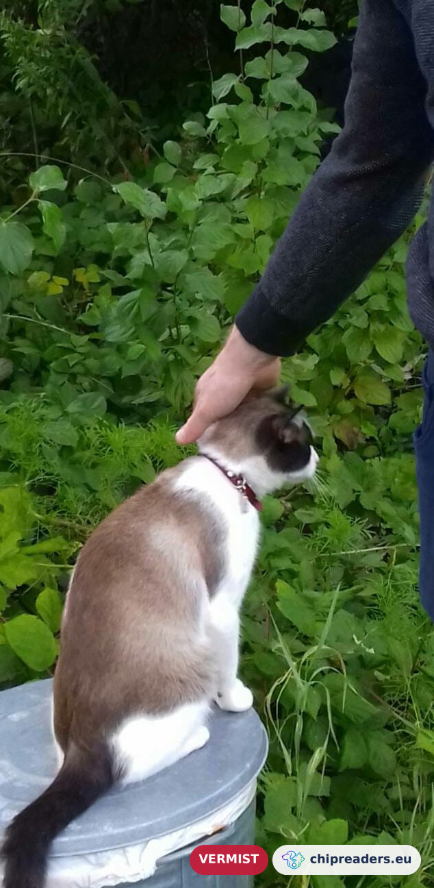 Theodore (roepnaam Theo, spreek uit Tìo), kat