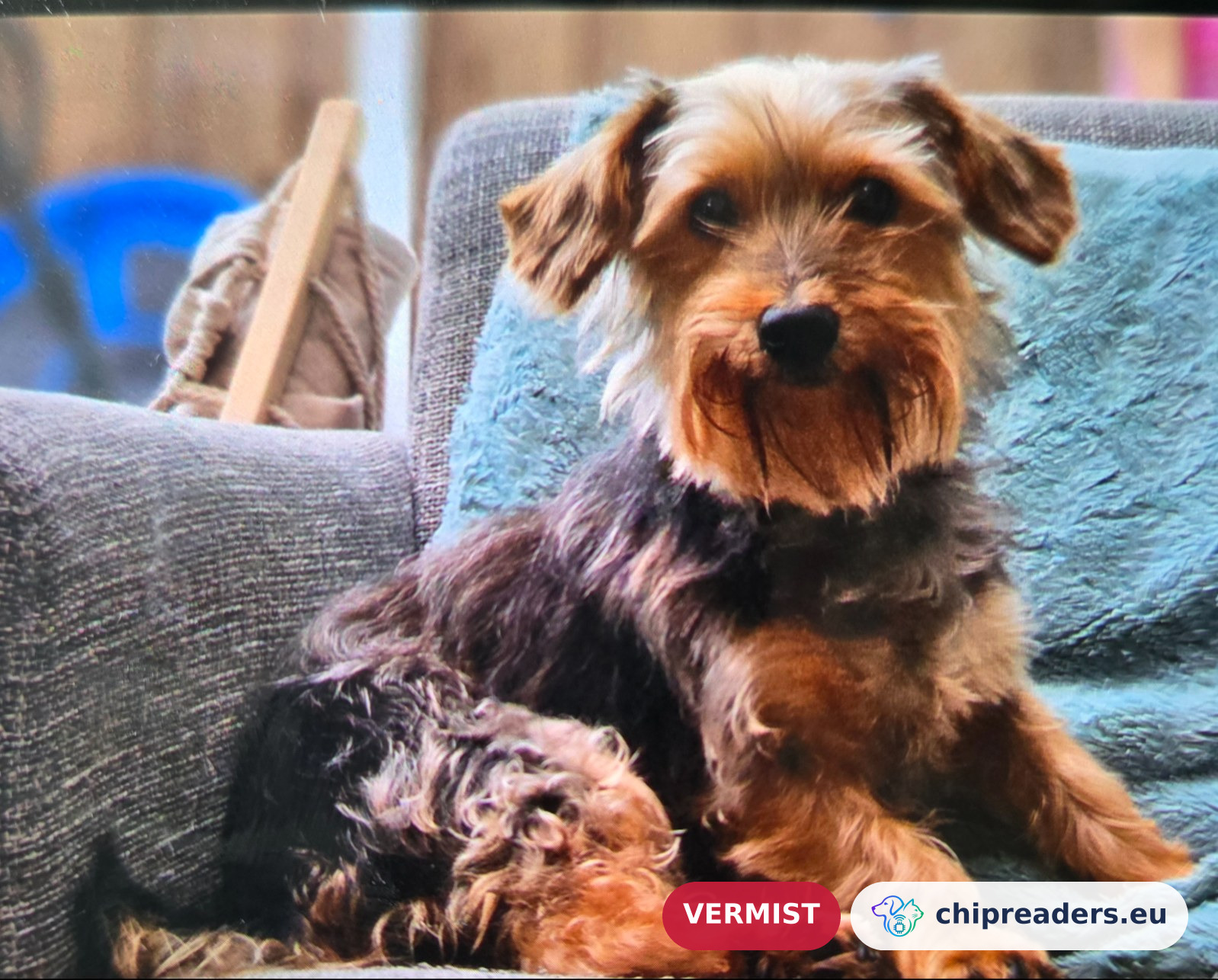 Lily, Hond