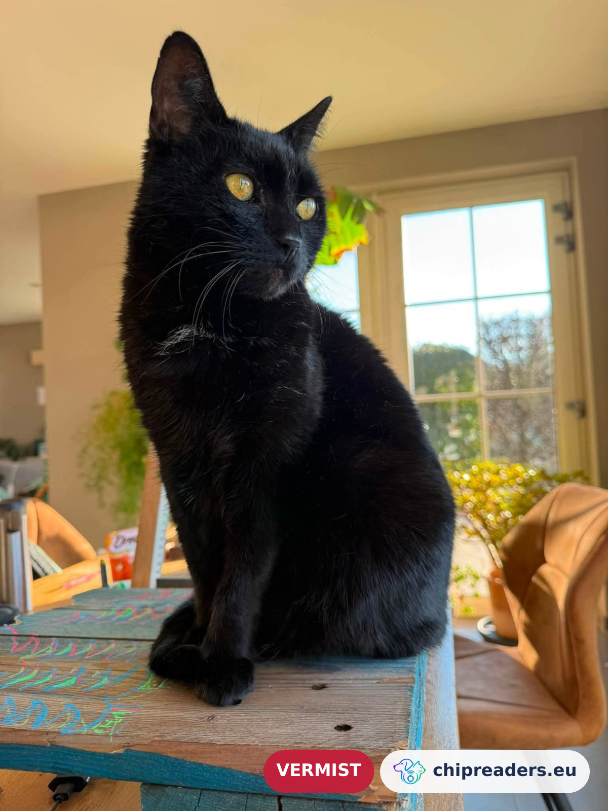Oryx, kat