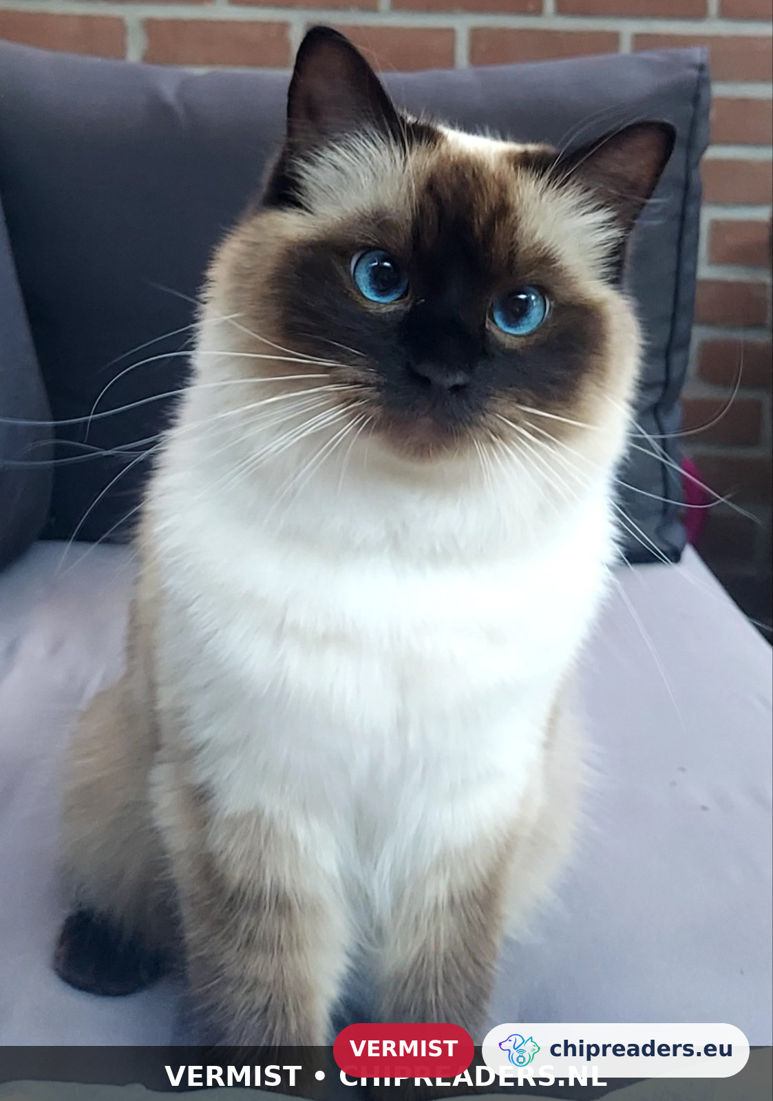 Guusje, kat