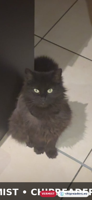 Bella, kat