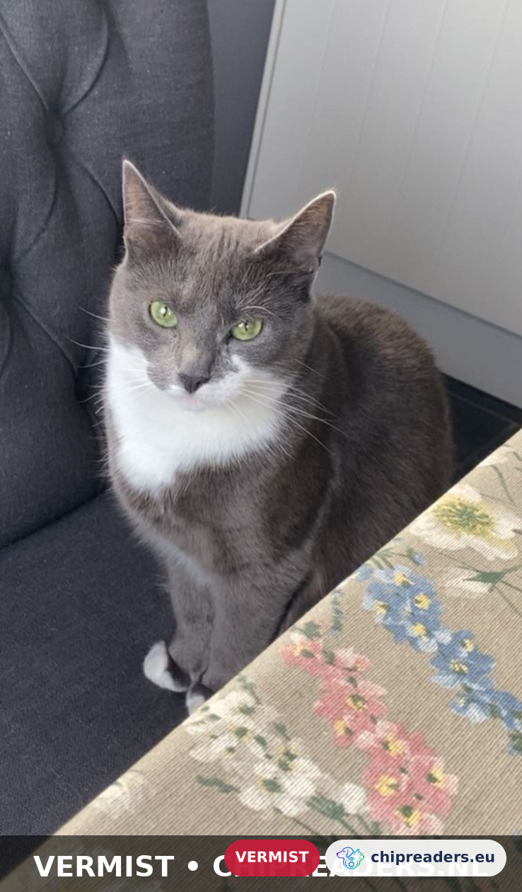 Suus, kat