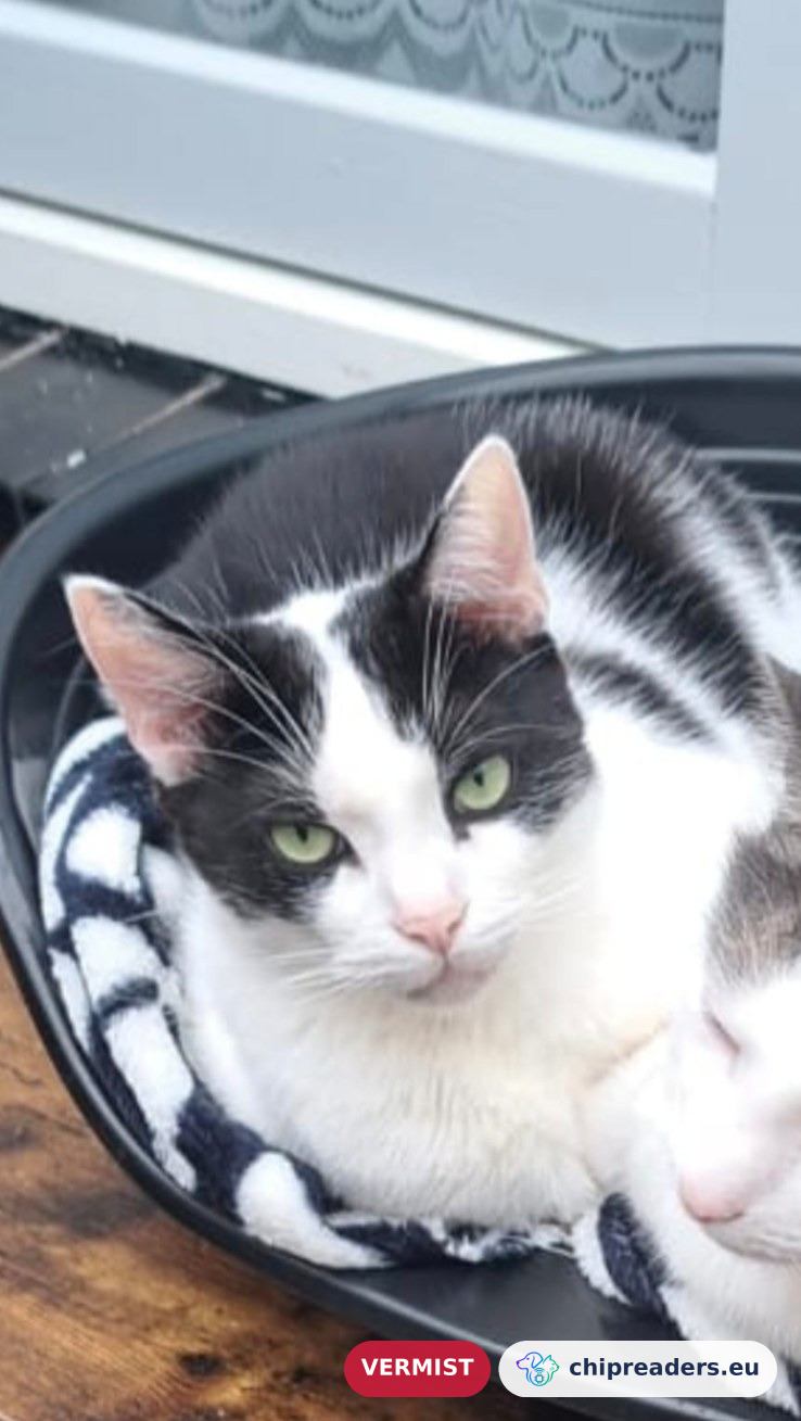 Loekie, kat