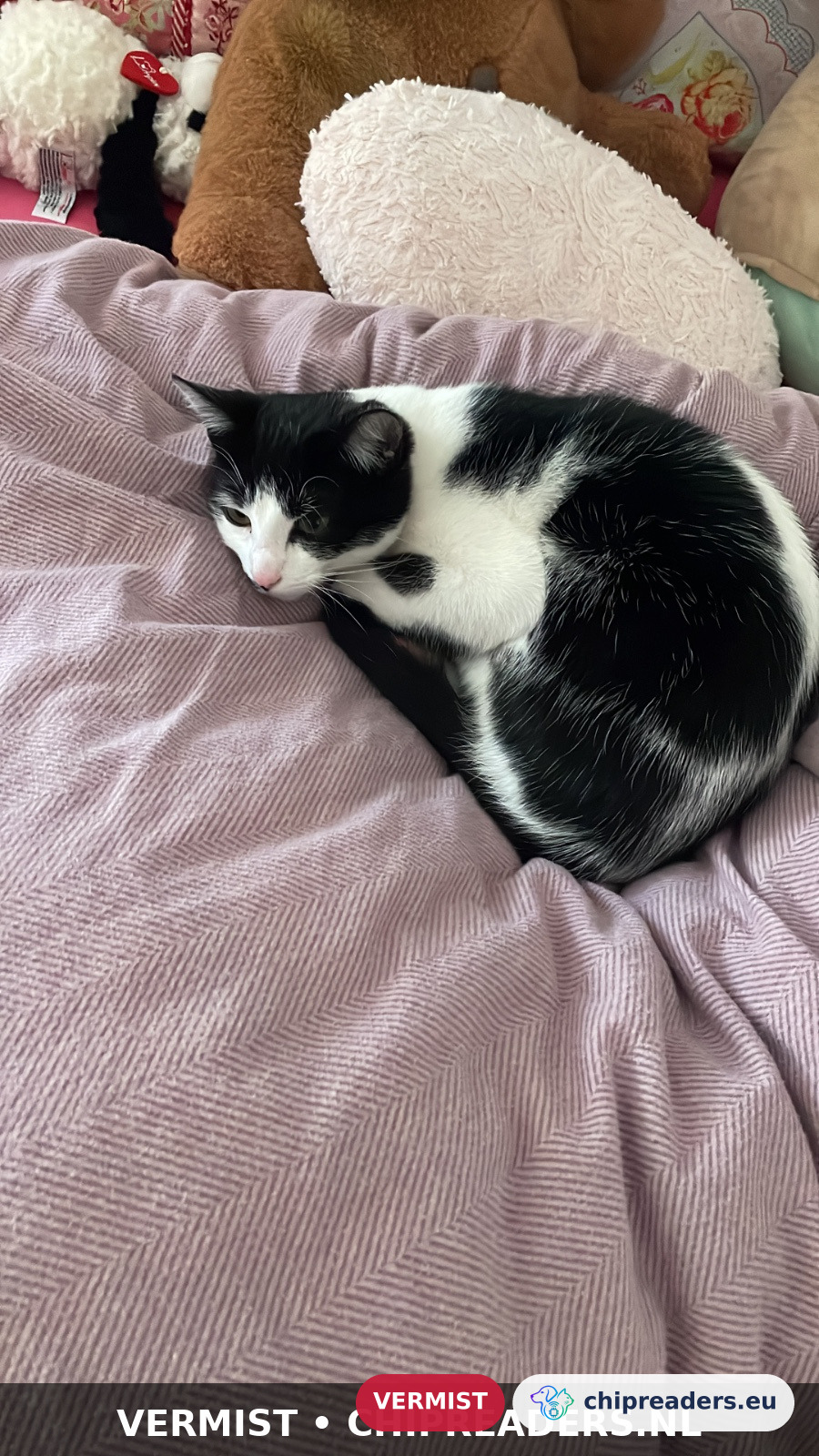 Sushi, Kat