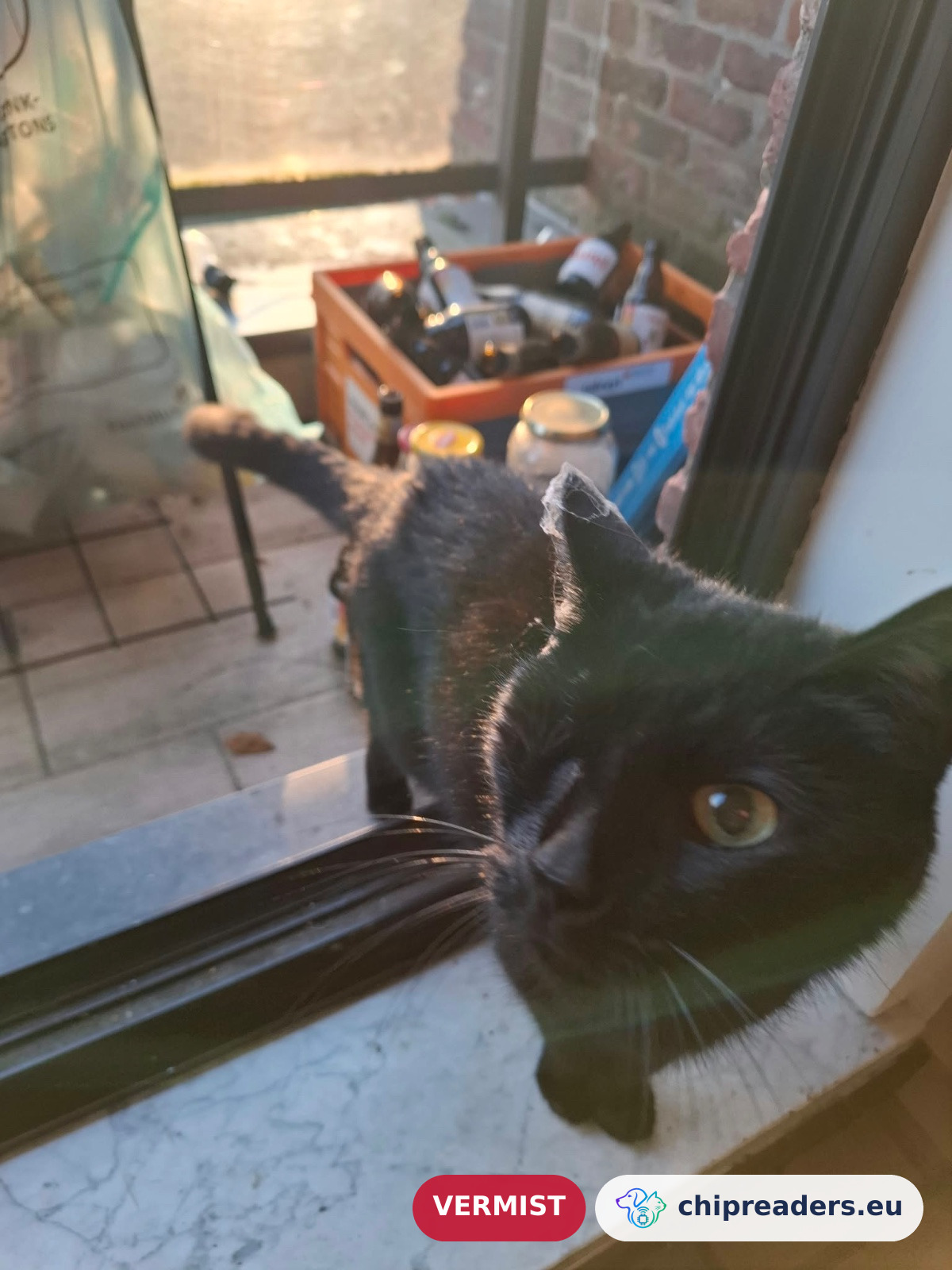 Nekko, kat